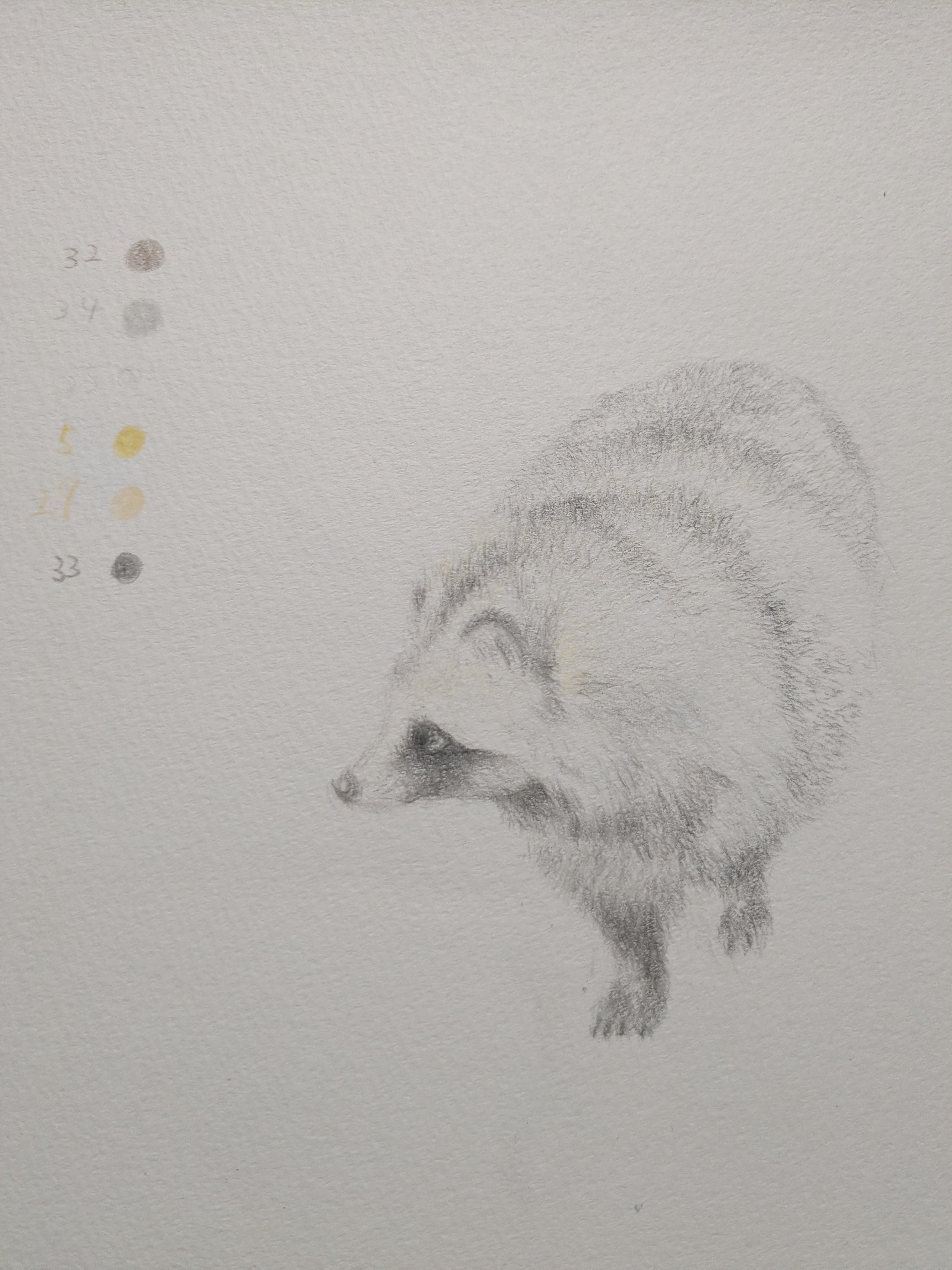 色鉛筆で、タヌキの色探しの旅｜どんぐり子（たぬき絵）