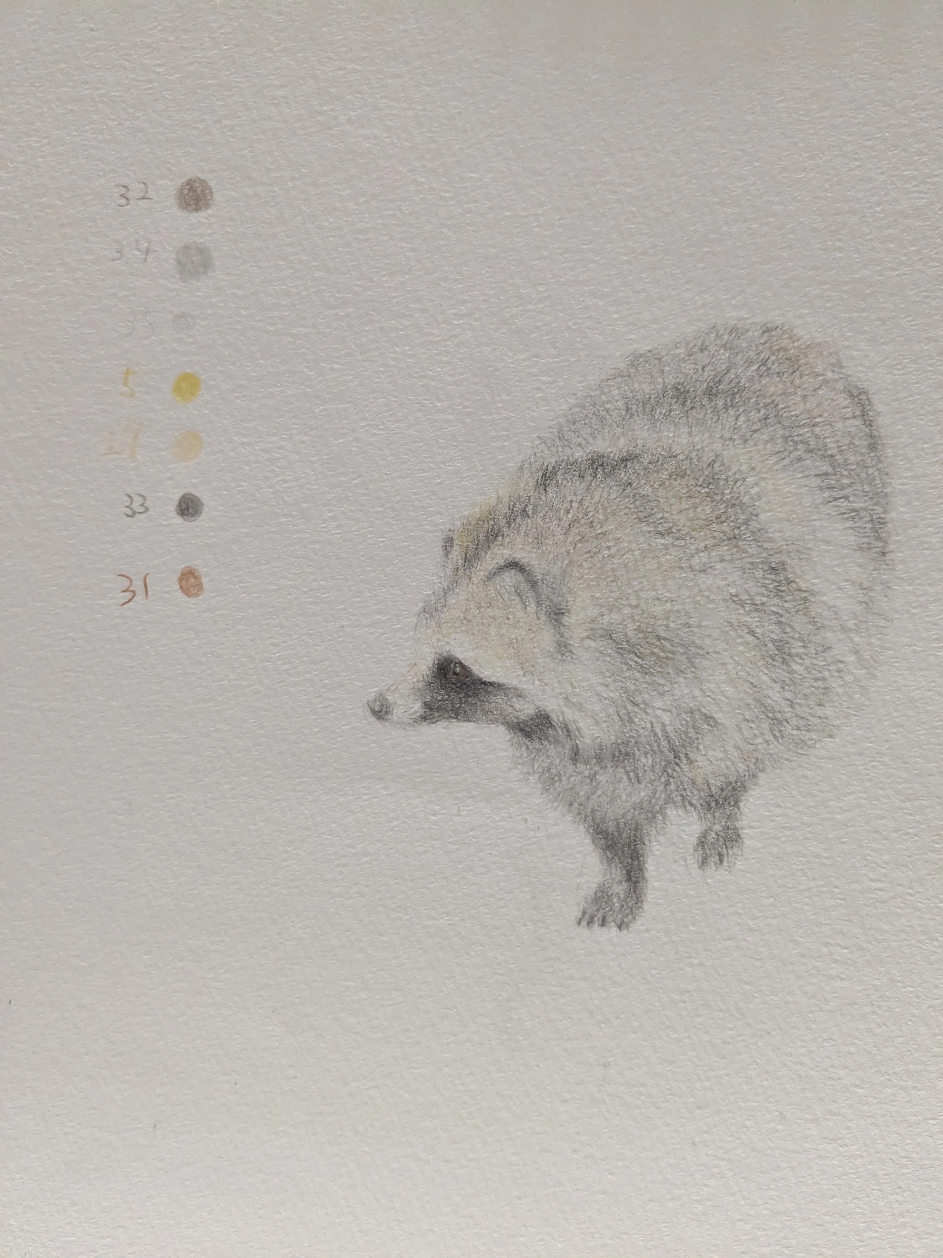 色鉛筆で、タヌキの色探しの旅｜どんぐり子（たぬき絵）