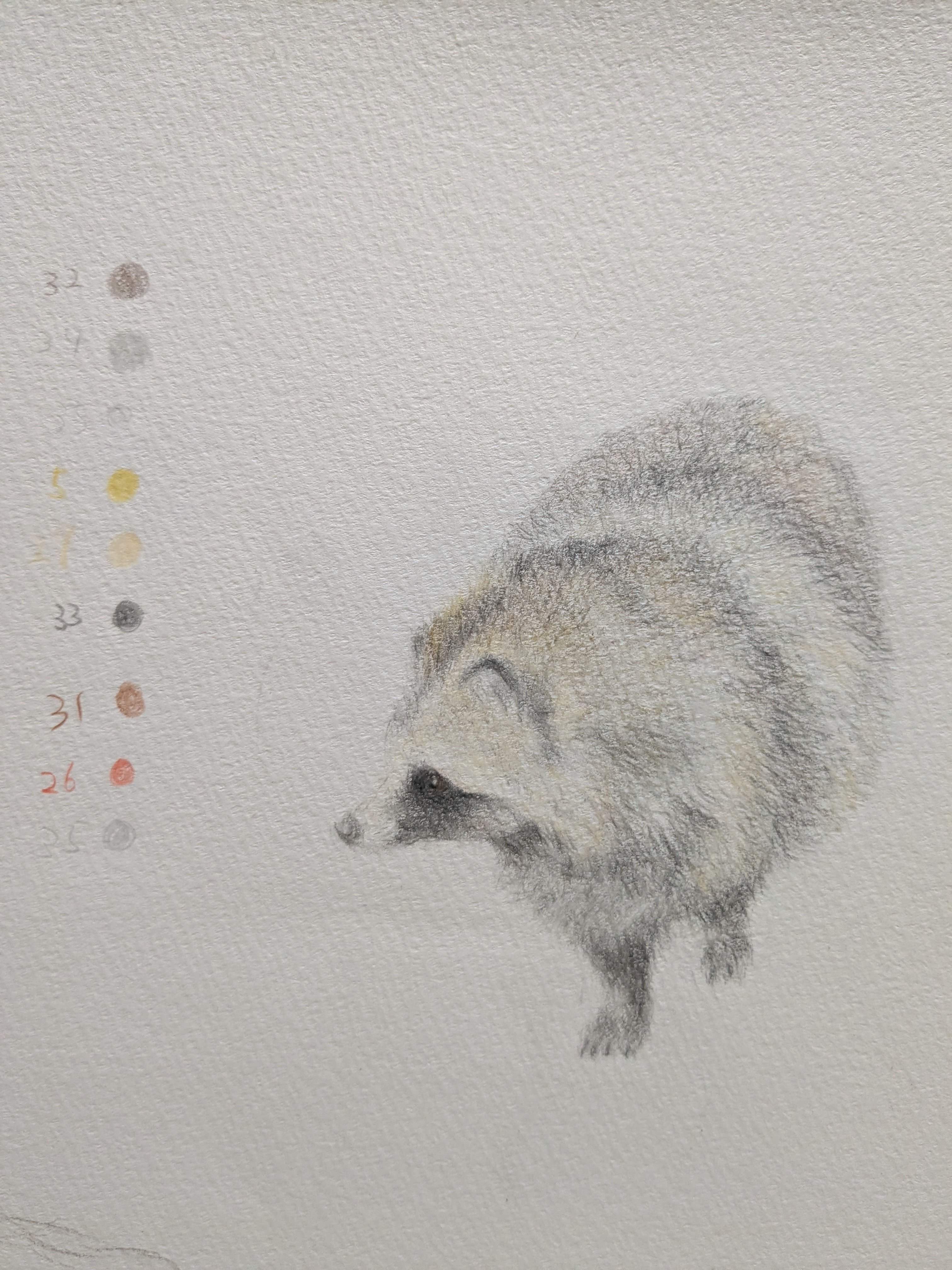 色鉛筆で、タヌキの色探しの旅｜どんぐり子（たぬき絵）