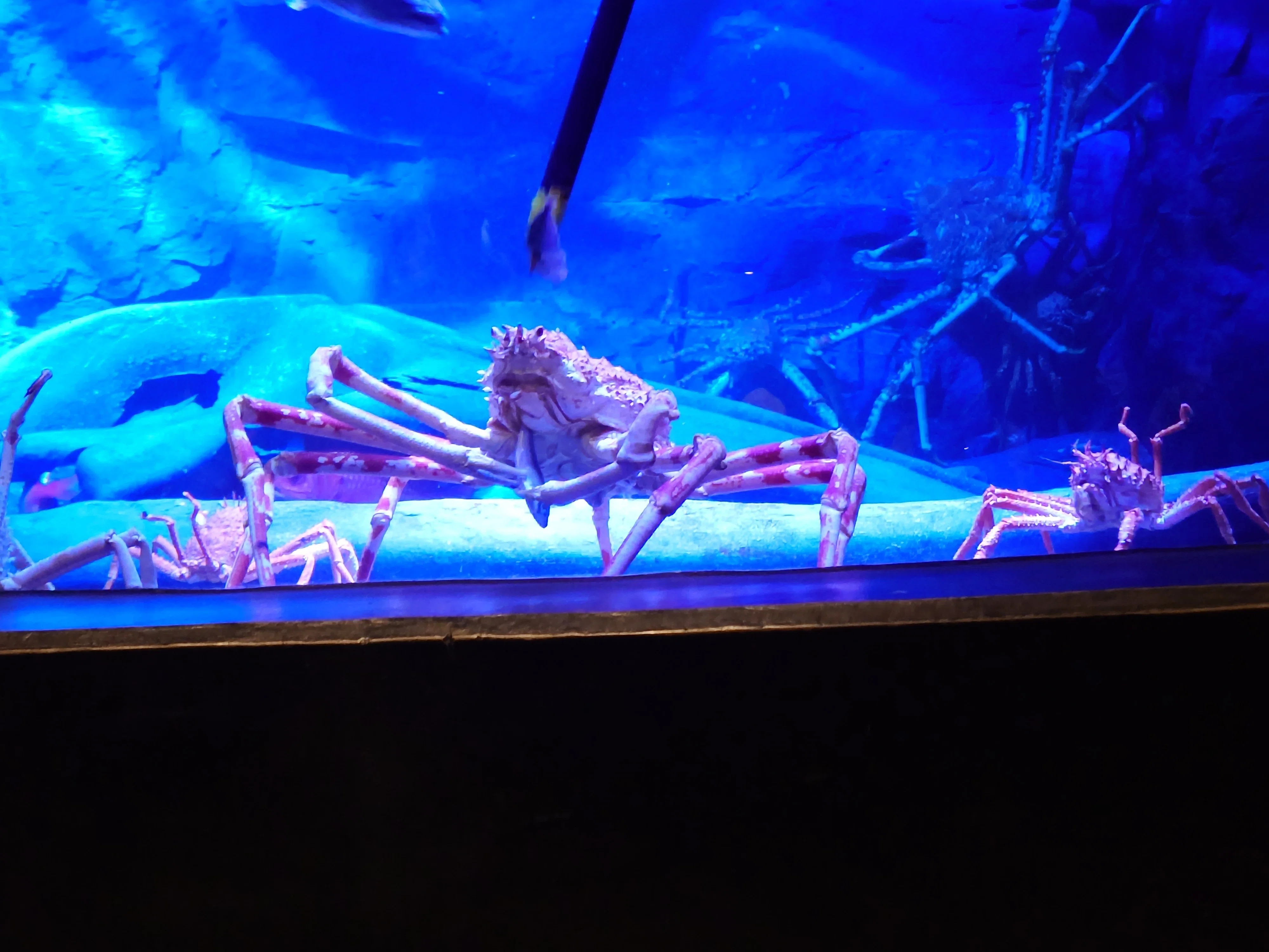 カグラザメ＆ヨロイザメを見に竹島水族館へ｜高峰 椿
