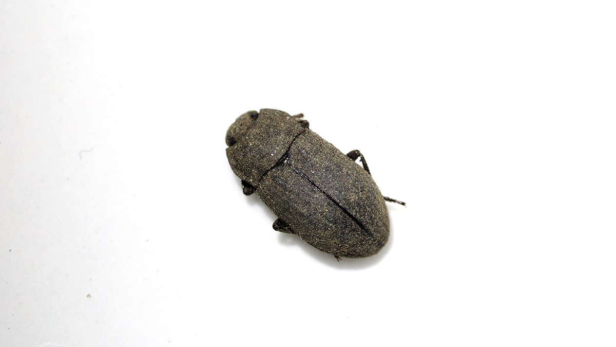 スナゴミムシダマシの一種｜Hinata