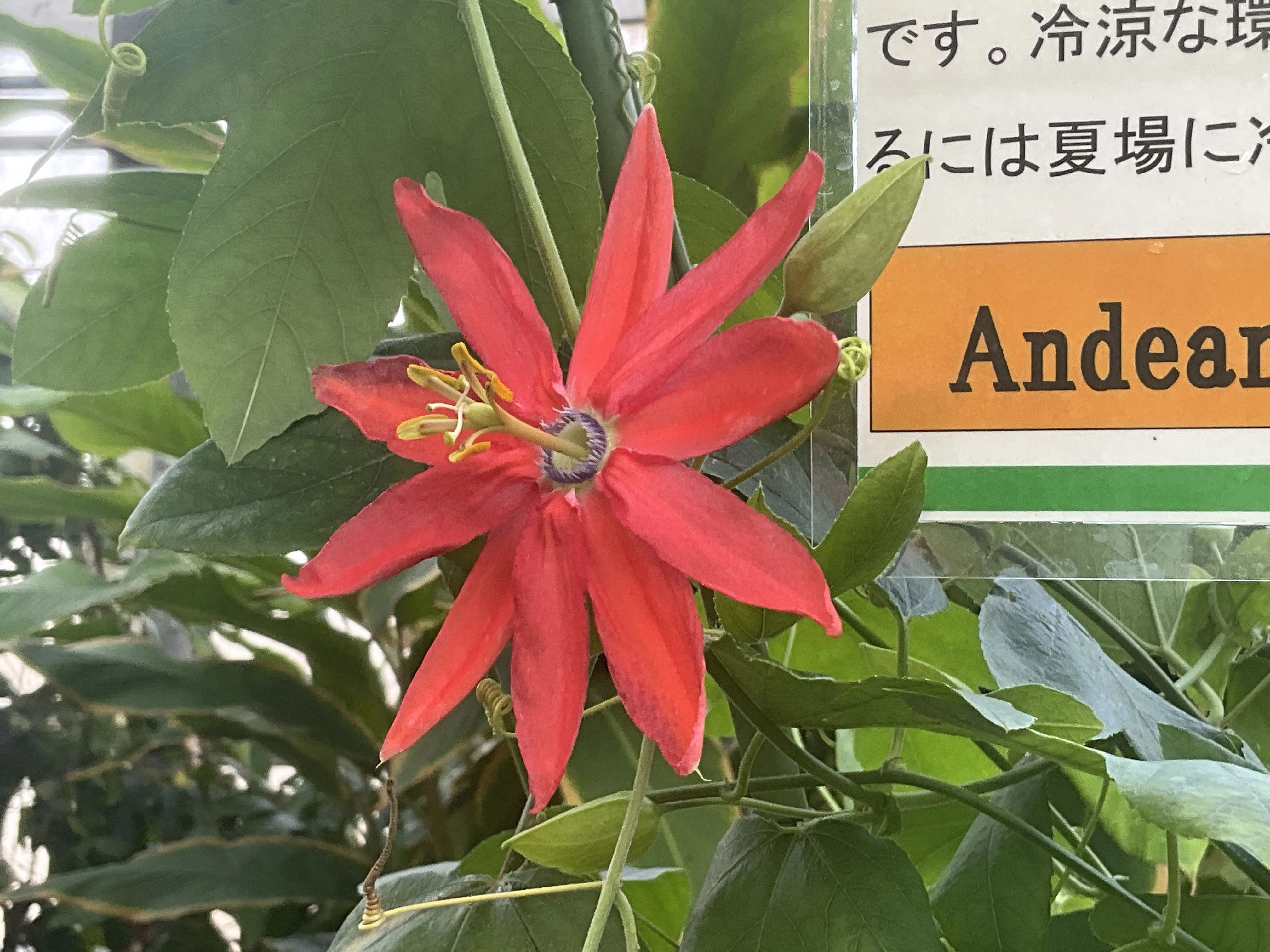 時はかるパッシフロラ'オークランディア'（京都府立植物園）：2026年2