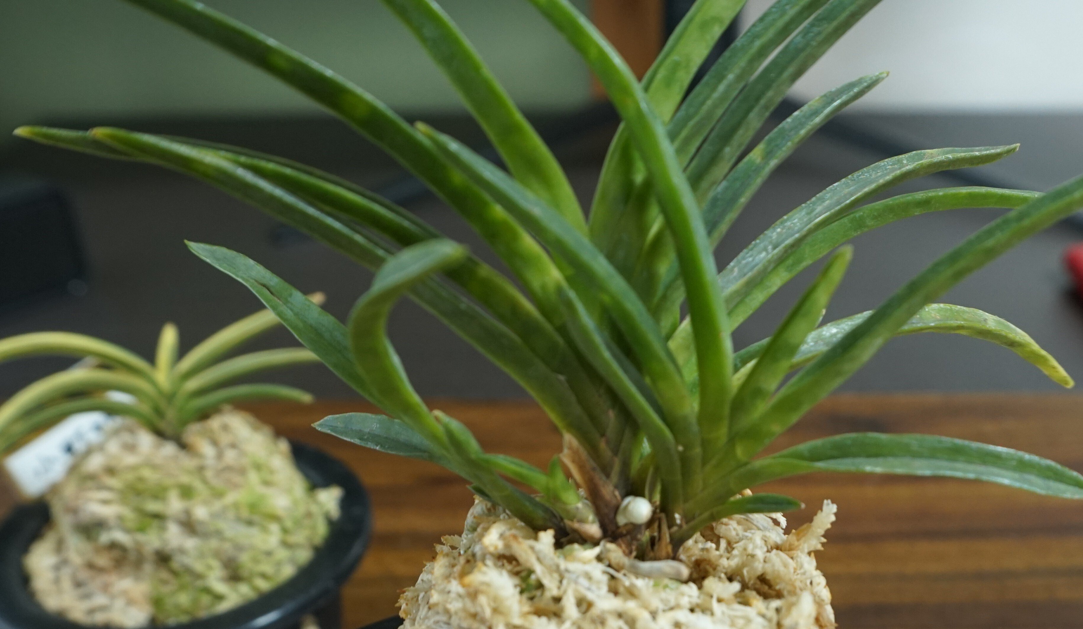 東洋蘭入門：セッコクと富貴蘭、小さな体に詰まった日本の美｜ぽどる