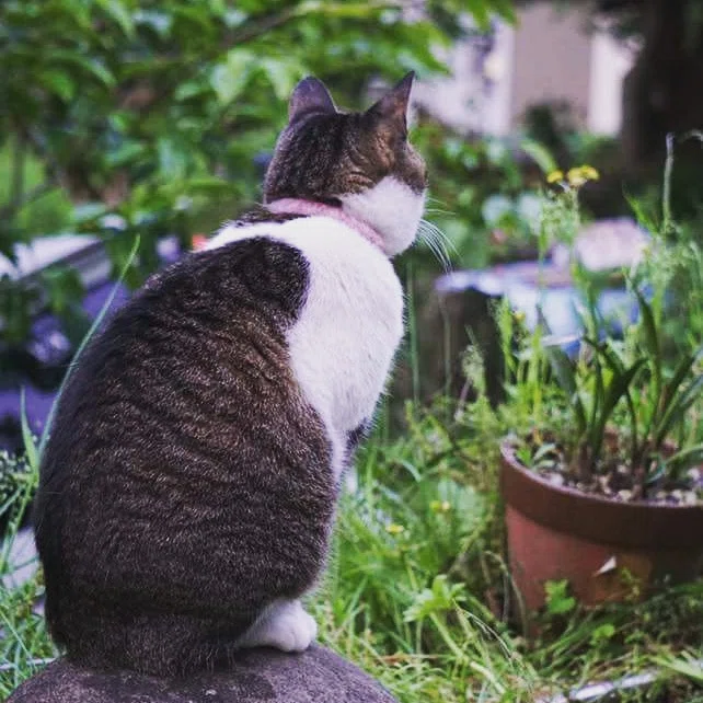 高齢猫たまと父|猫が飼い主を看取ったら?|にゃあこ