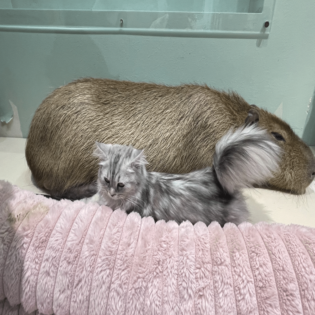 2026/1 振り返り｜富士獣