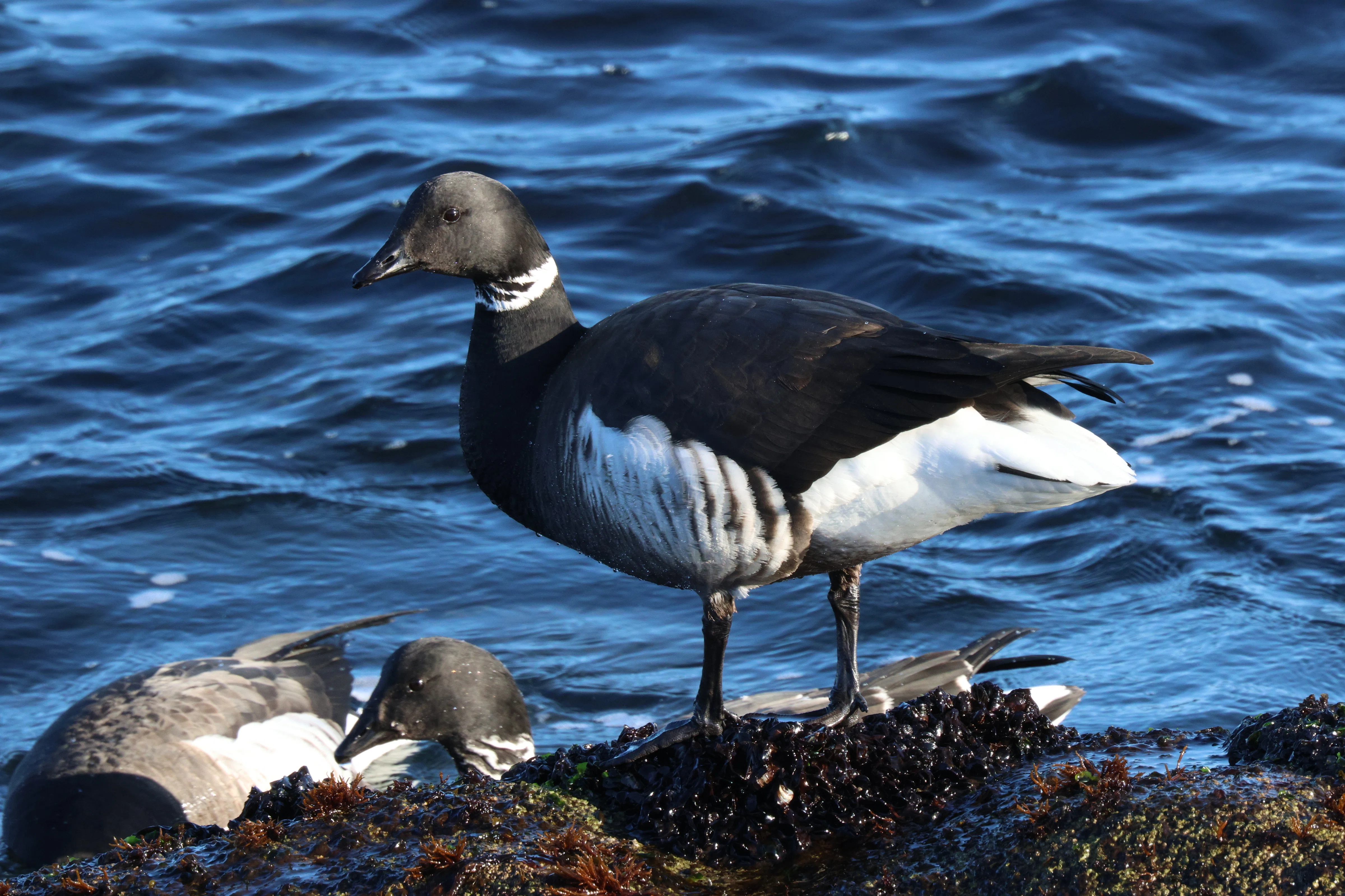 冬の北海道で野鳥の写真撮影｜kimiro