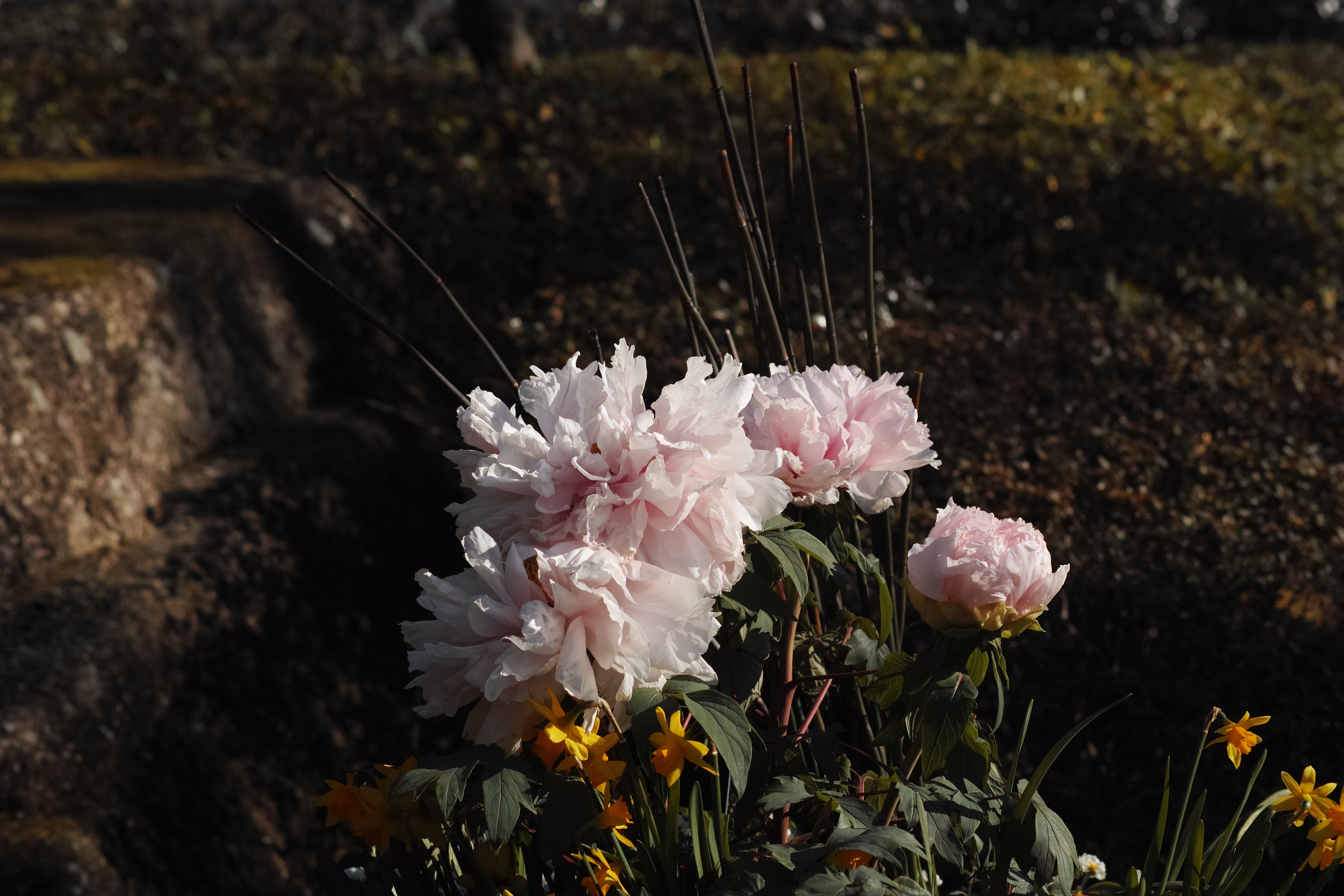 牡丹苑に行った｜とりごーり