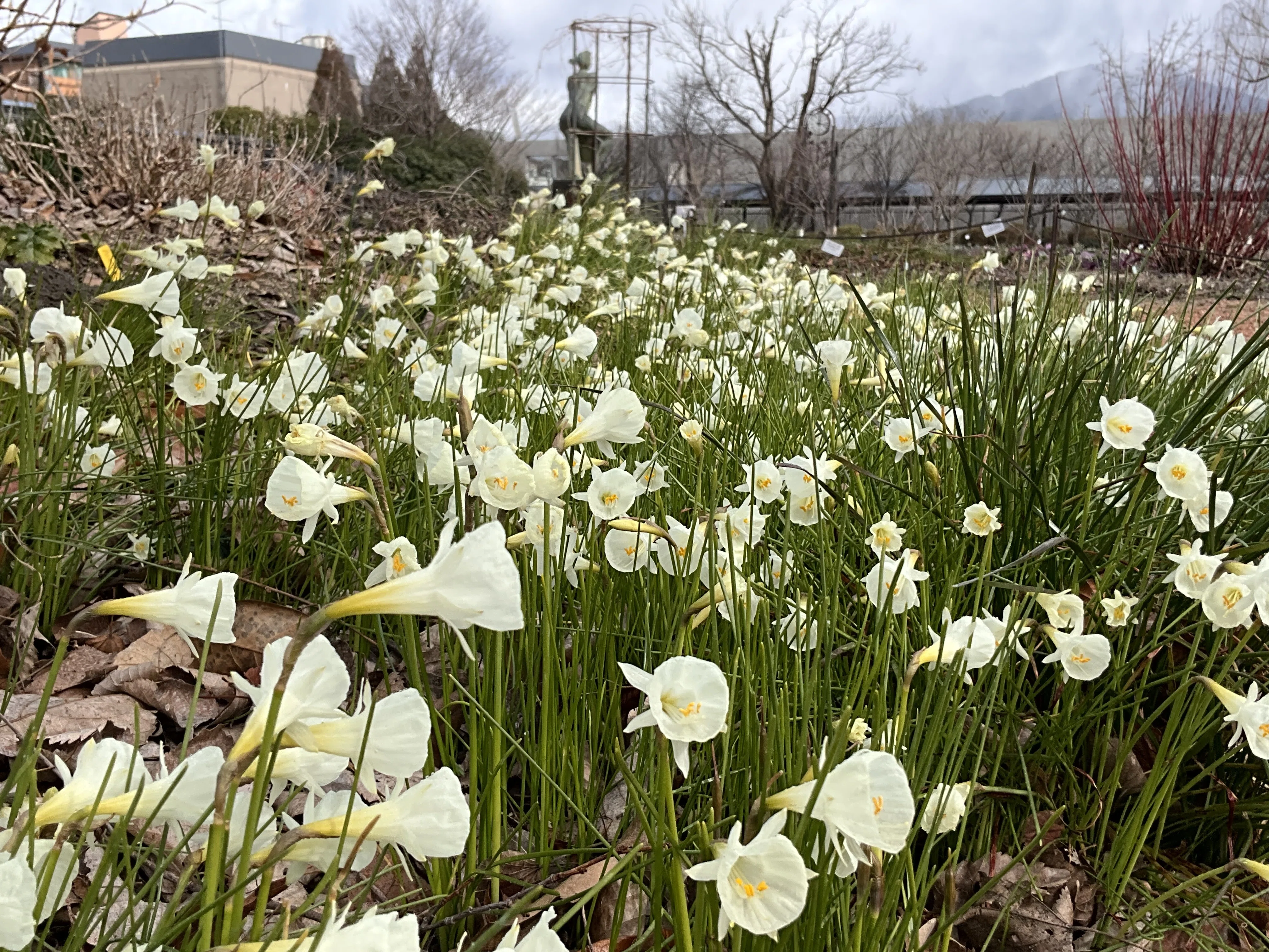 地中海からの冬の旅人――ナルキッスス・カンタブリクス（京都府立植物園
