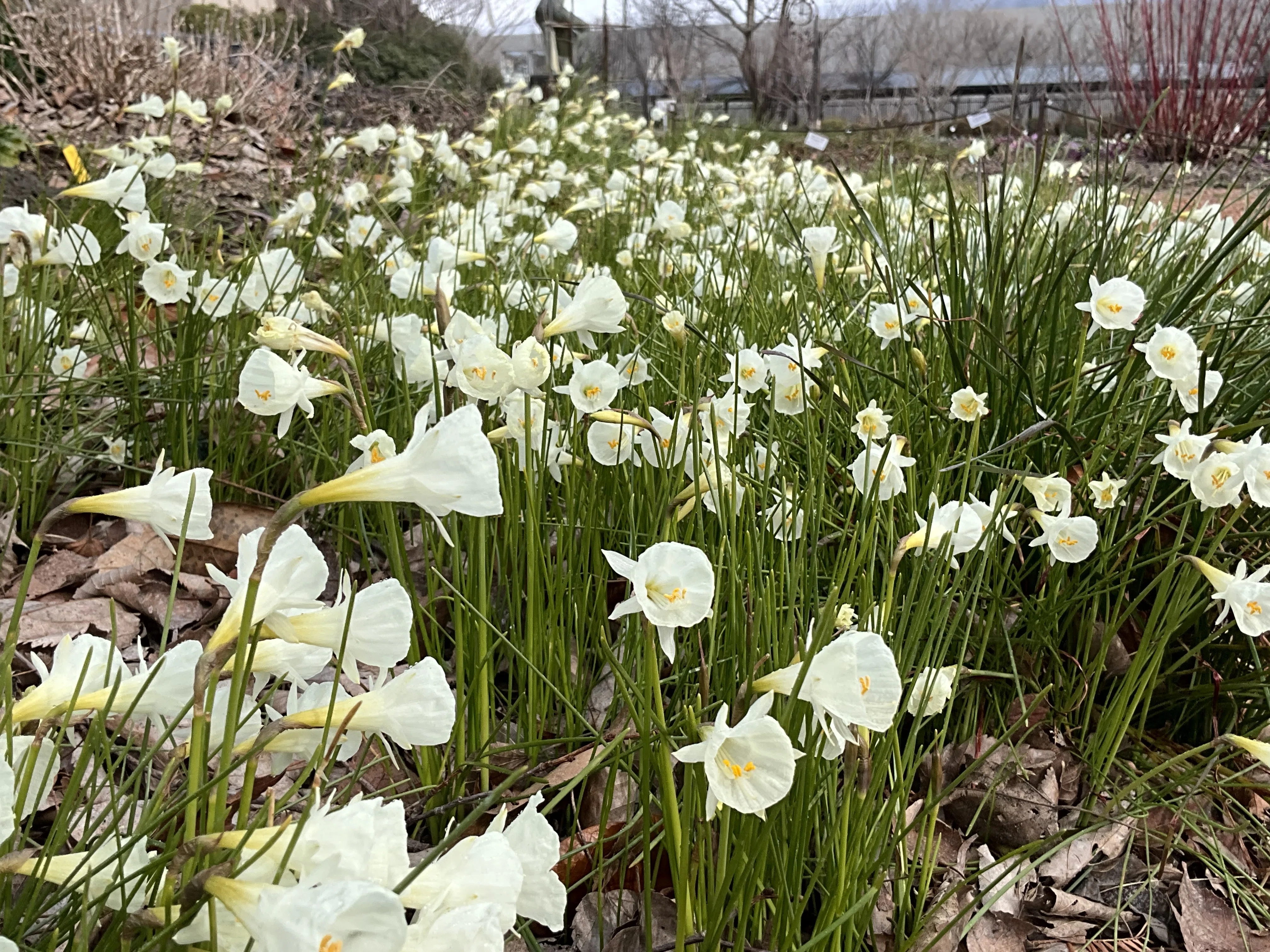 地中海からの冬の旅人――ナルキッスス・カンタブリクス（京都府立植物園