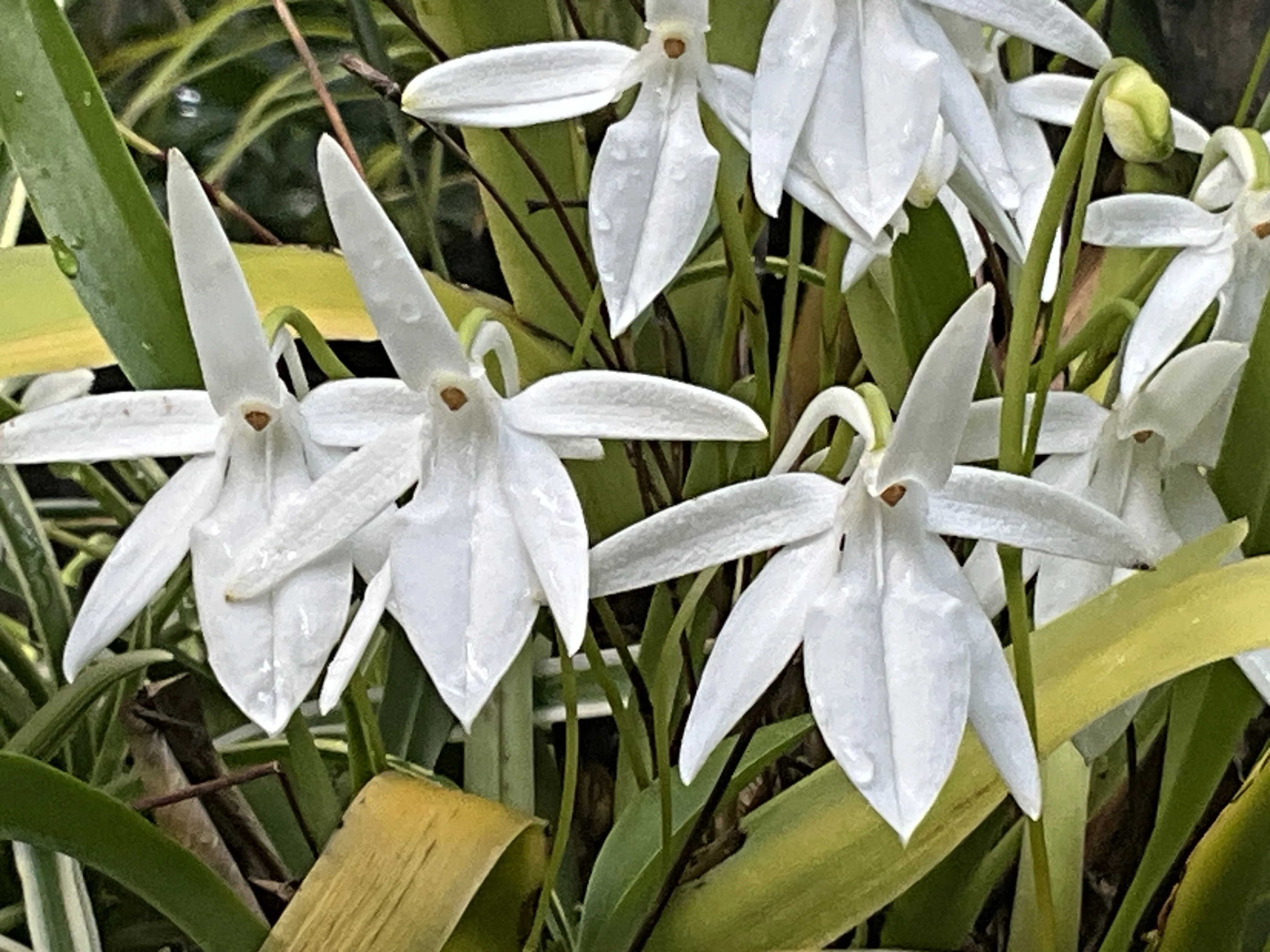 アングレクム・エブルネウム（京都府立植物園）：2026年2月27日（金
