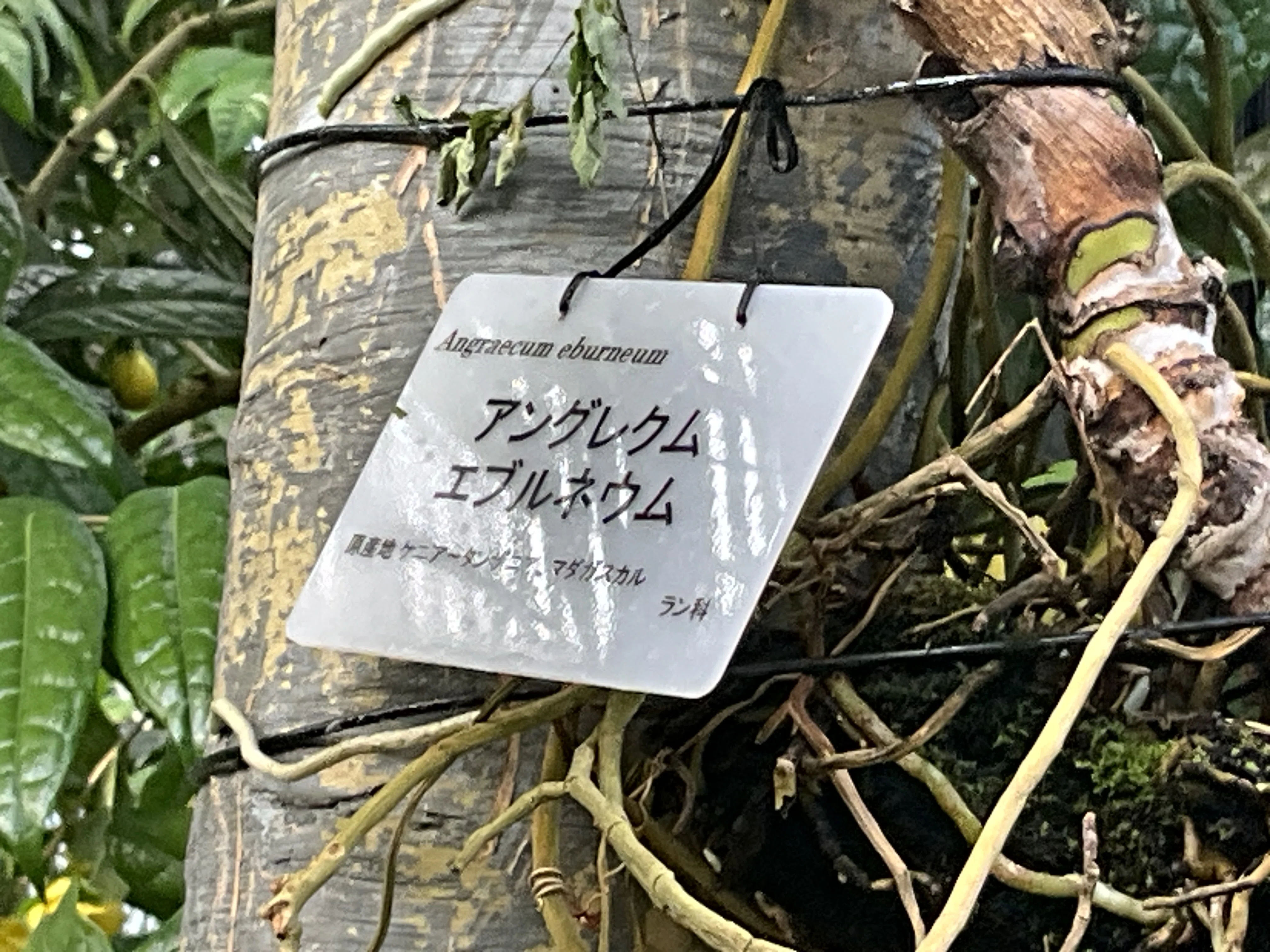 アングレクム・エブルネウム（京都府立植物園）：2026年2月27日（金