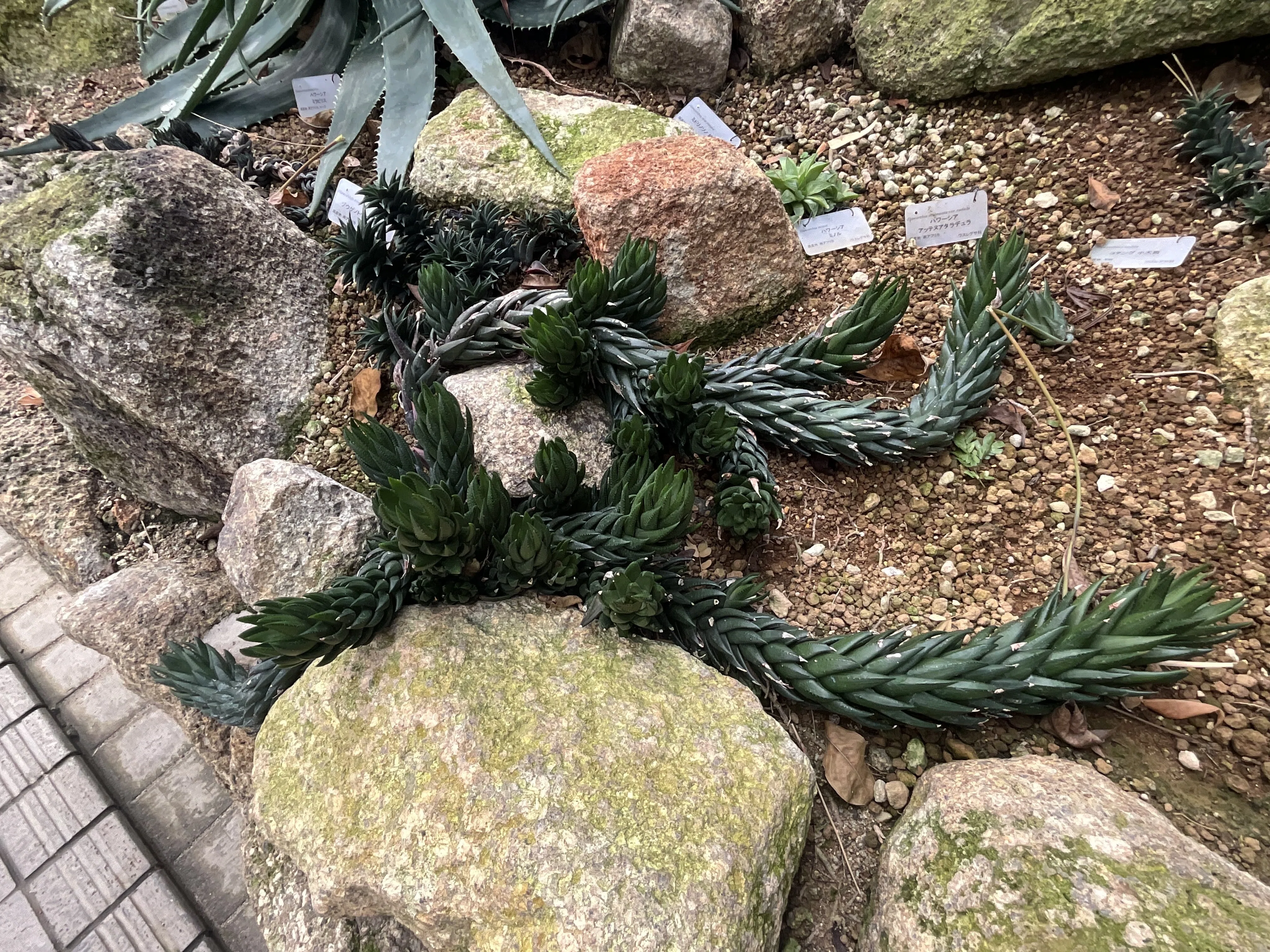 象牙の塔（京都府立植物園）：2026年1月28日（水）｜藤井秀昭（『京都