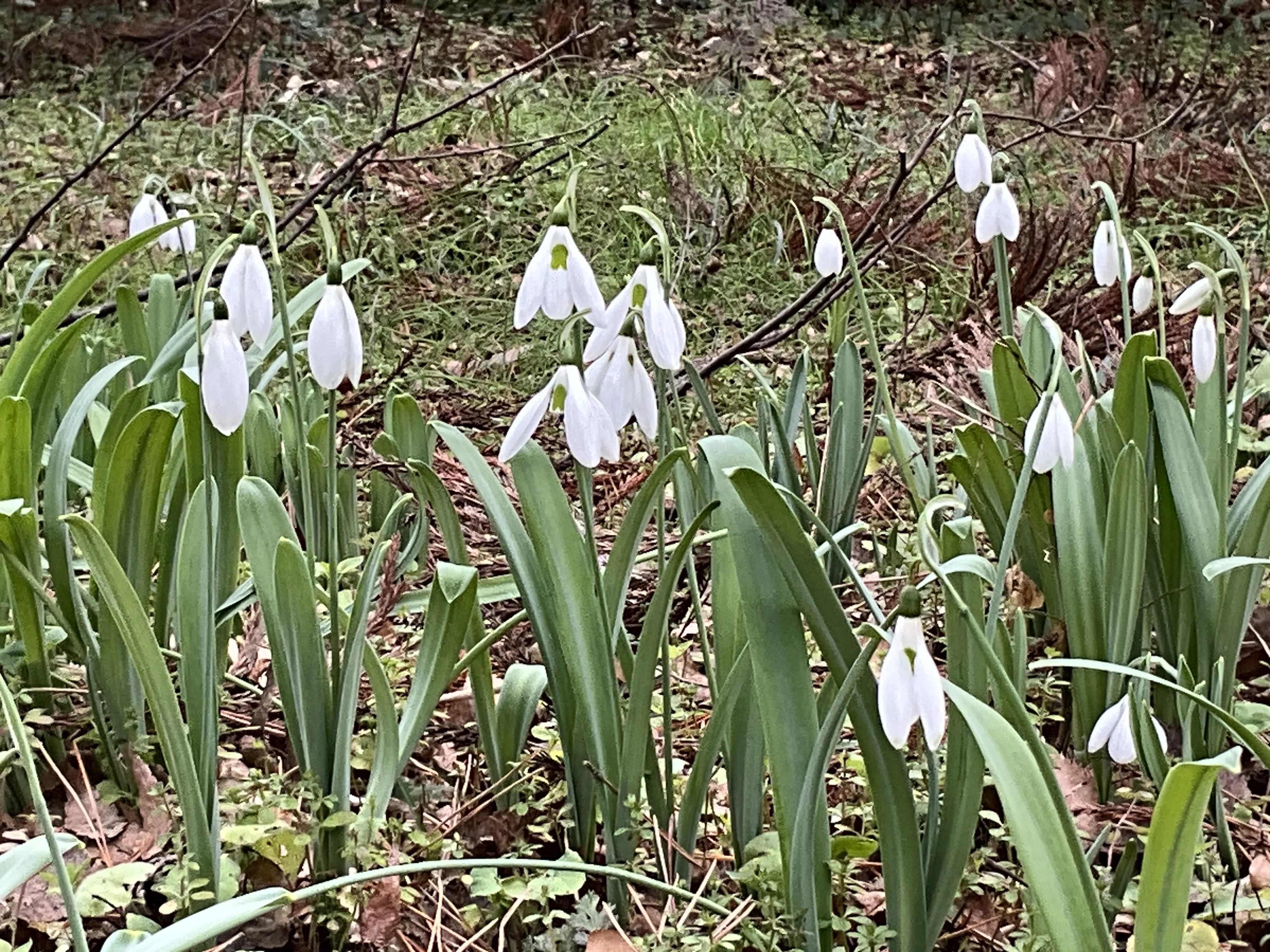 スノードロップ（京都府立植物園）：2026年1月22日（木）｜藤井秀昭