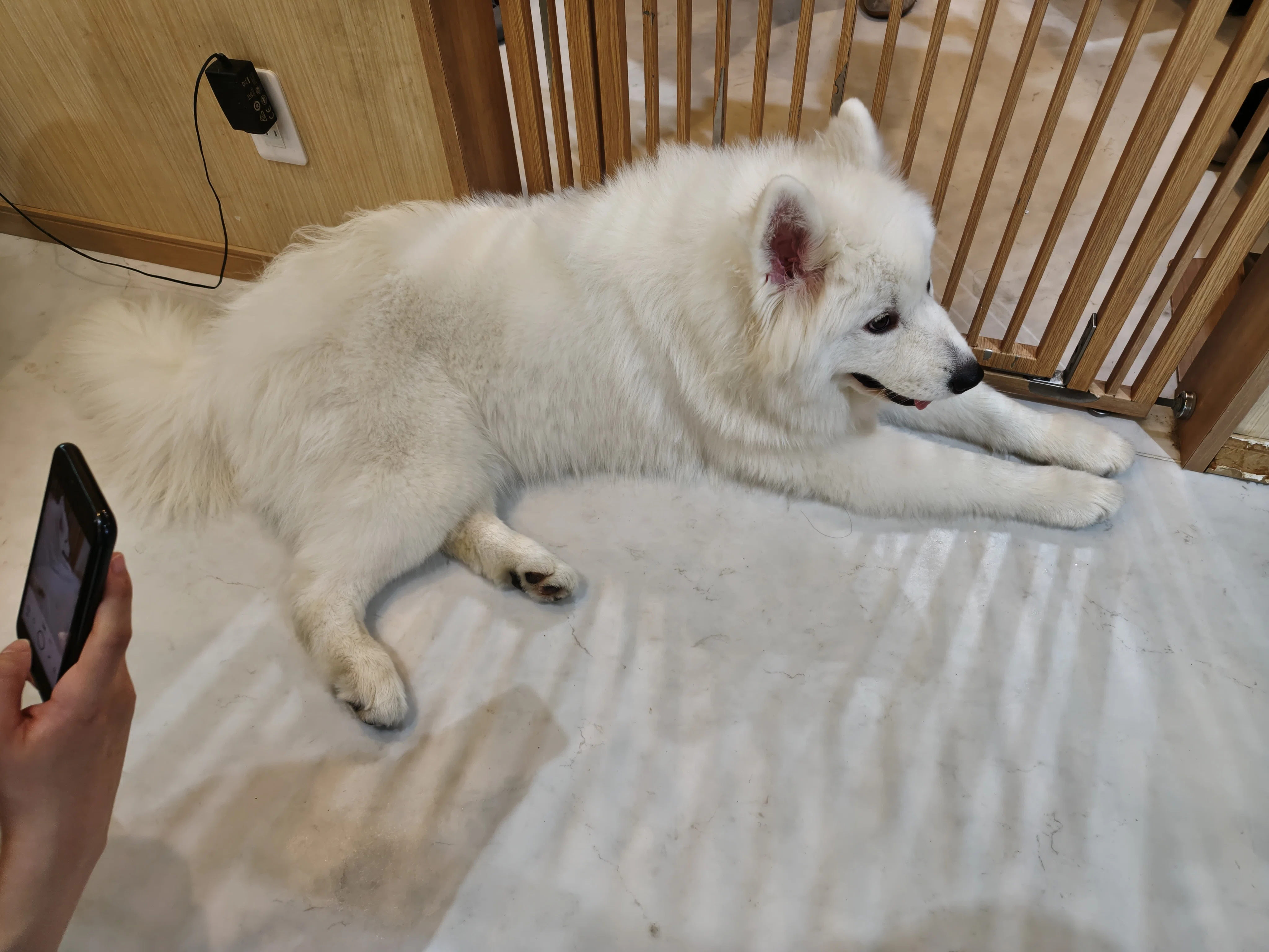 My Fluffy Experience at a Samoyed Cafe｜海老原 梓