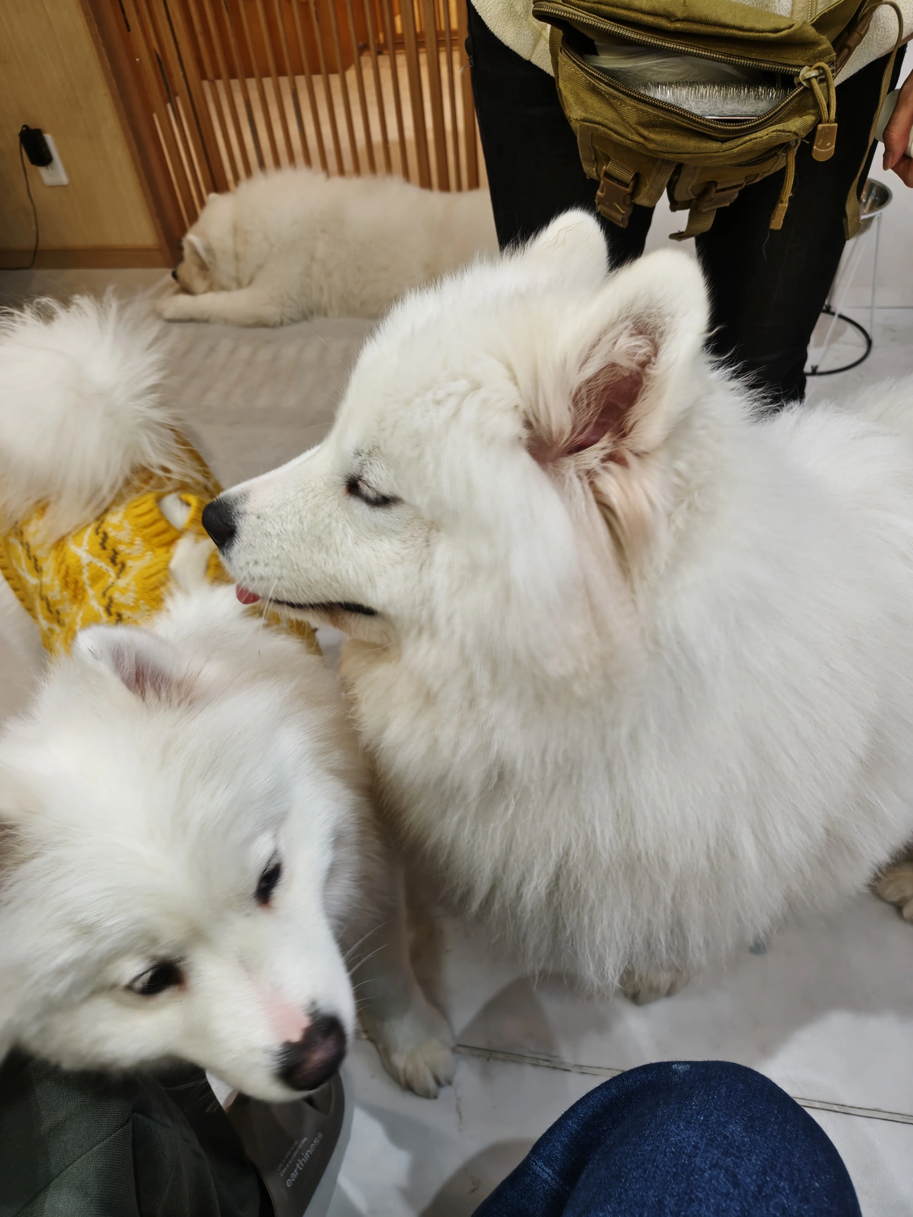 My Fluffy Experience at a Samoyed Cafe｜海老原 梓
