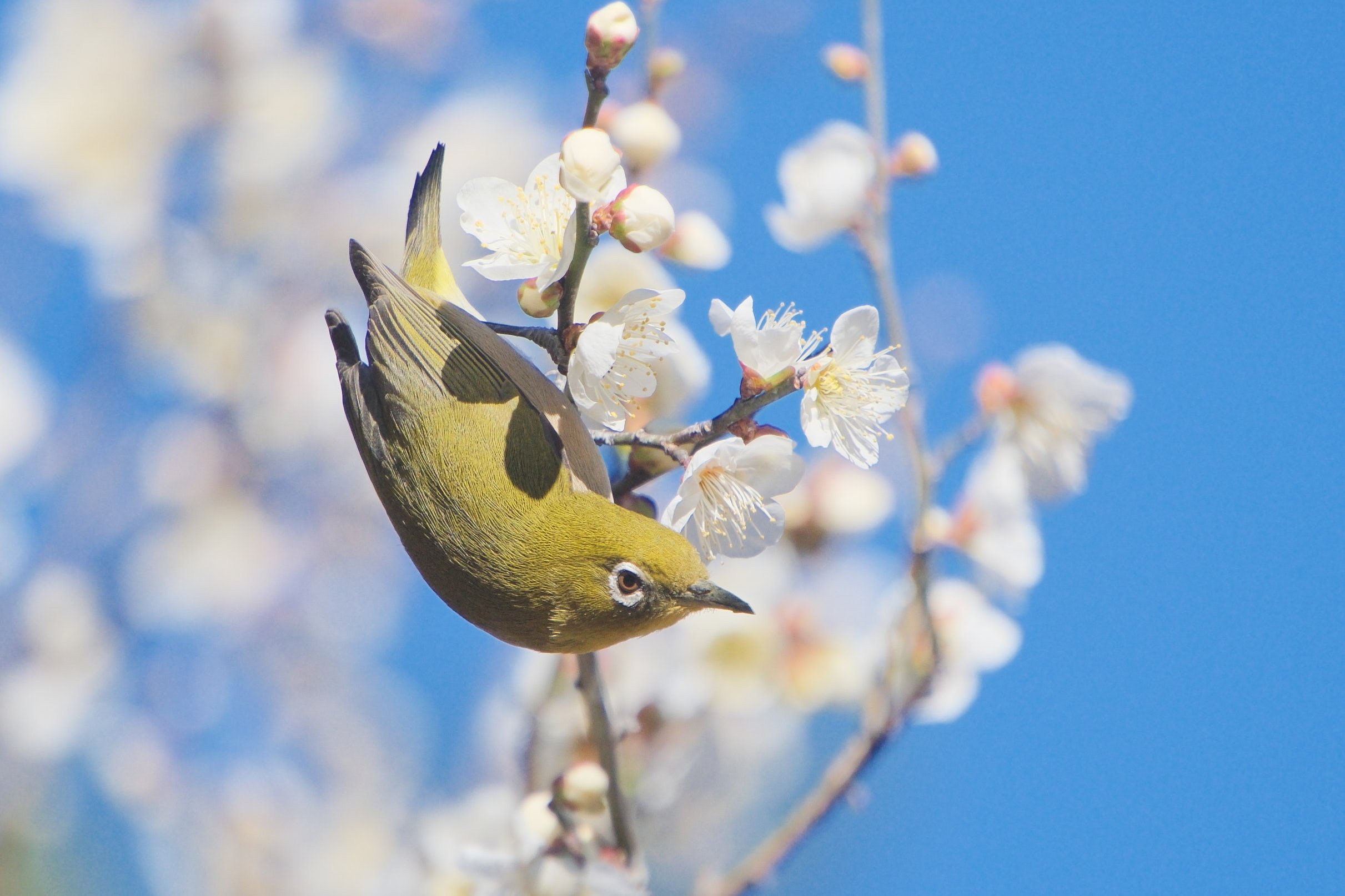 メジロちゃん。梅に桜 （X-T5 : Tamron 18-300mm F/3.5-6.3 ，AF-S