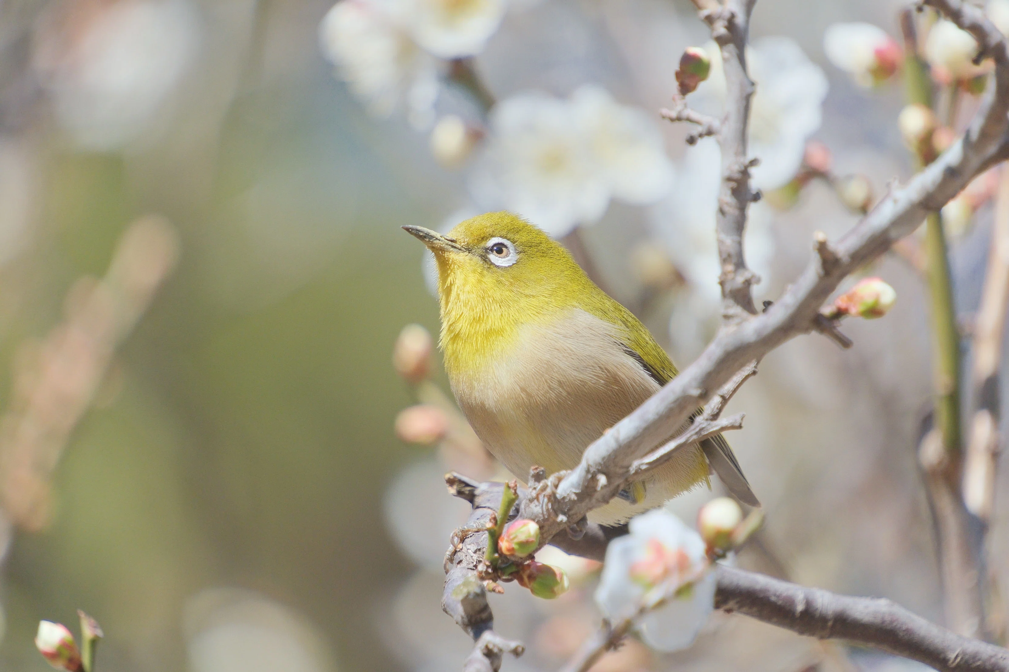 メジロちゃん。梅に桜 （X-T5 : Tamron 18-300mm F/3.5-6.3 ，AF-S