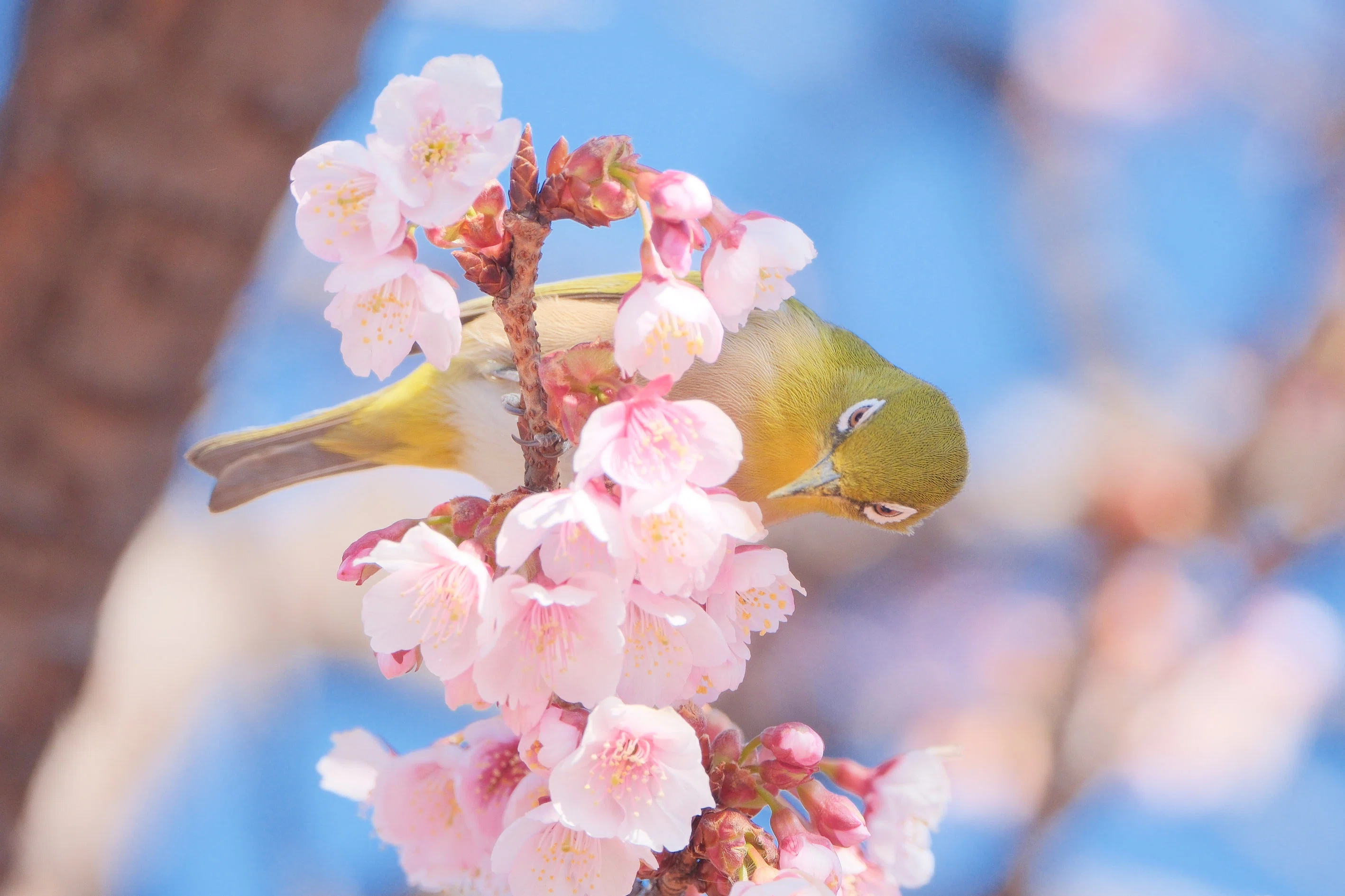 メジロちゃん。梅に桜 （X-T5 : Tamron 18-300mm F/3.5-6.3 ，AF-S