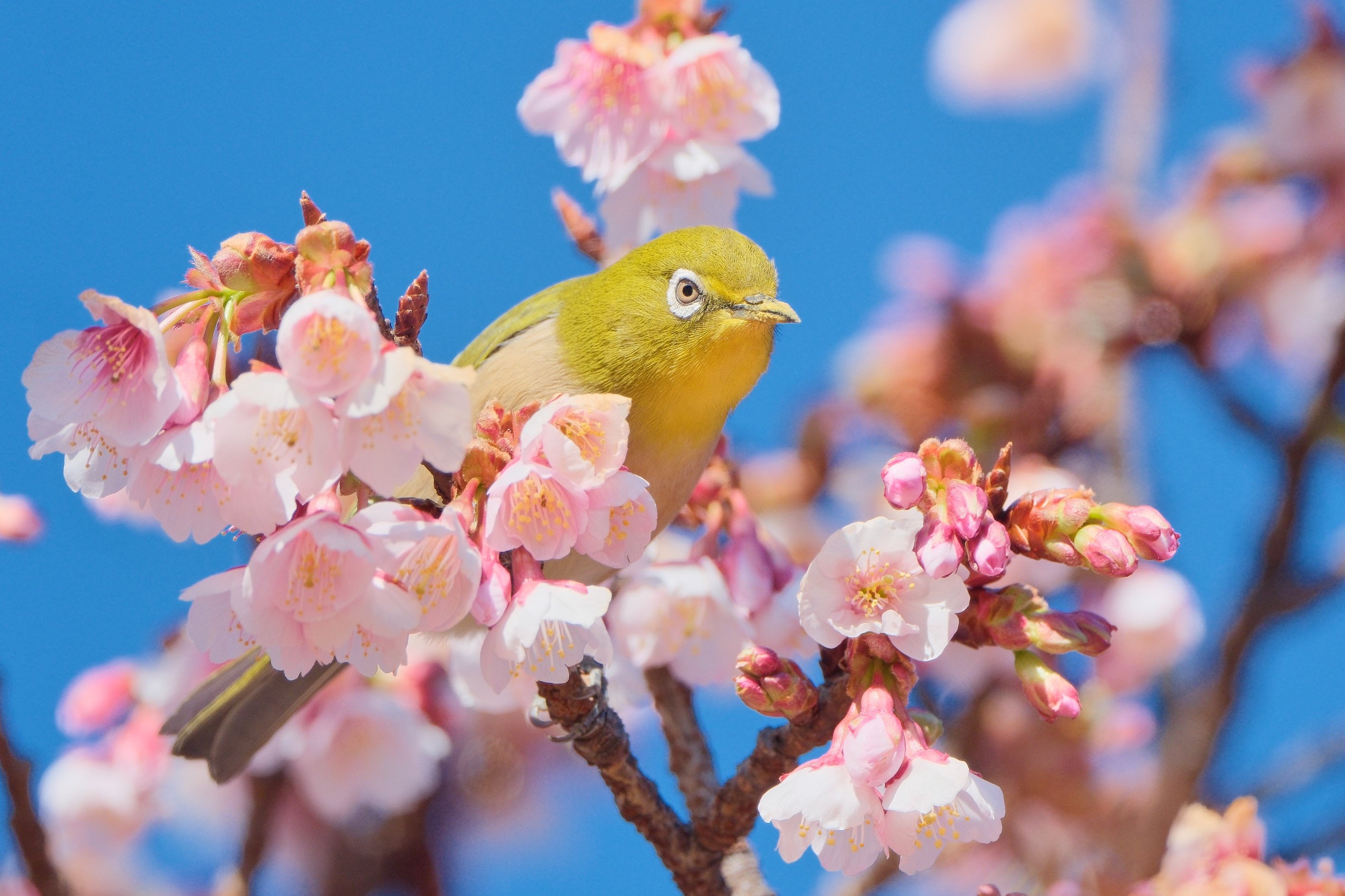 メジロちゃん。梅に桜 （X-T5 : Tamron 18-300mm F/3.5-6.3 ，AF-S