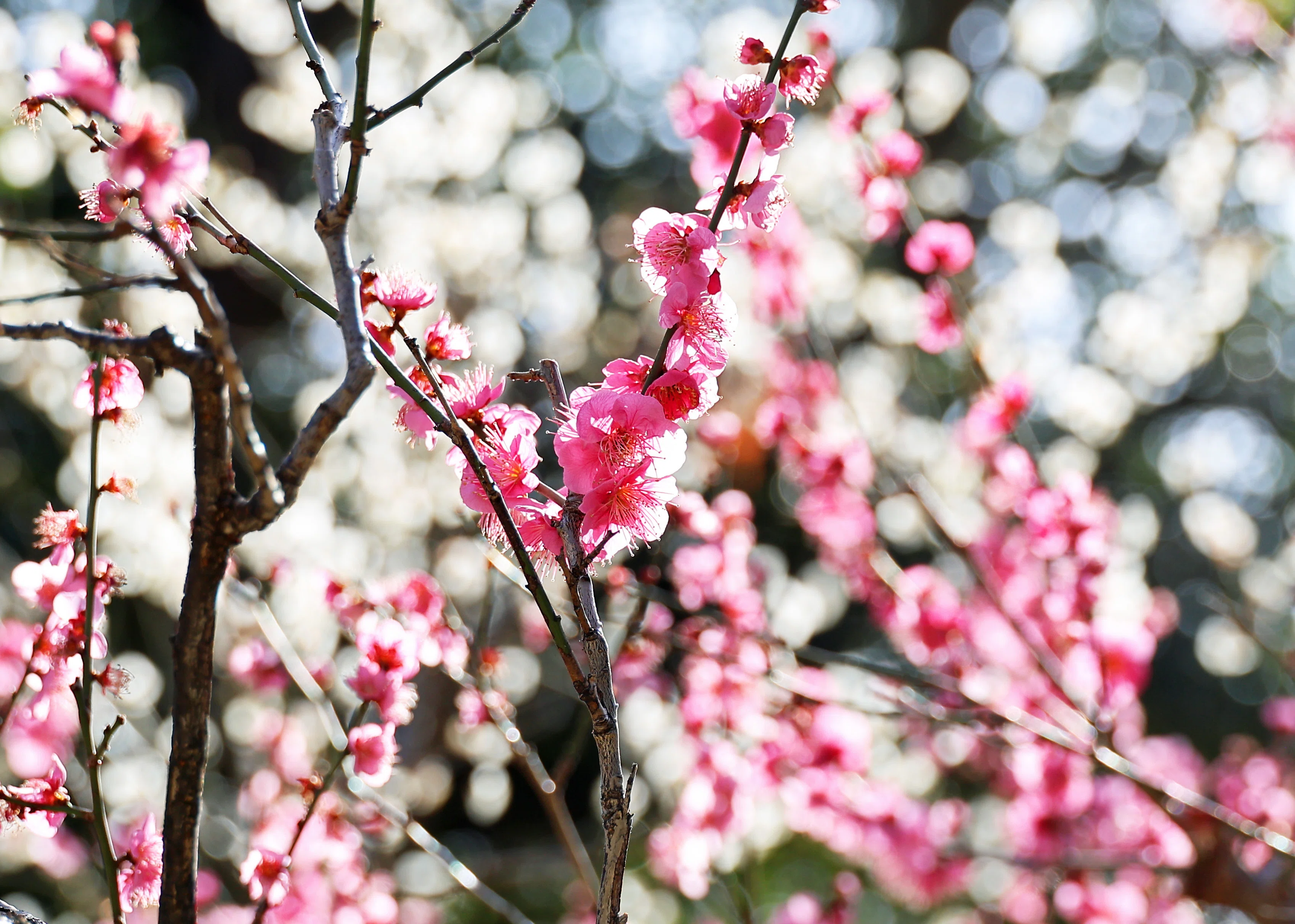 梅が開花！(写真)2026年1月26日 東京｜Peter November