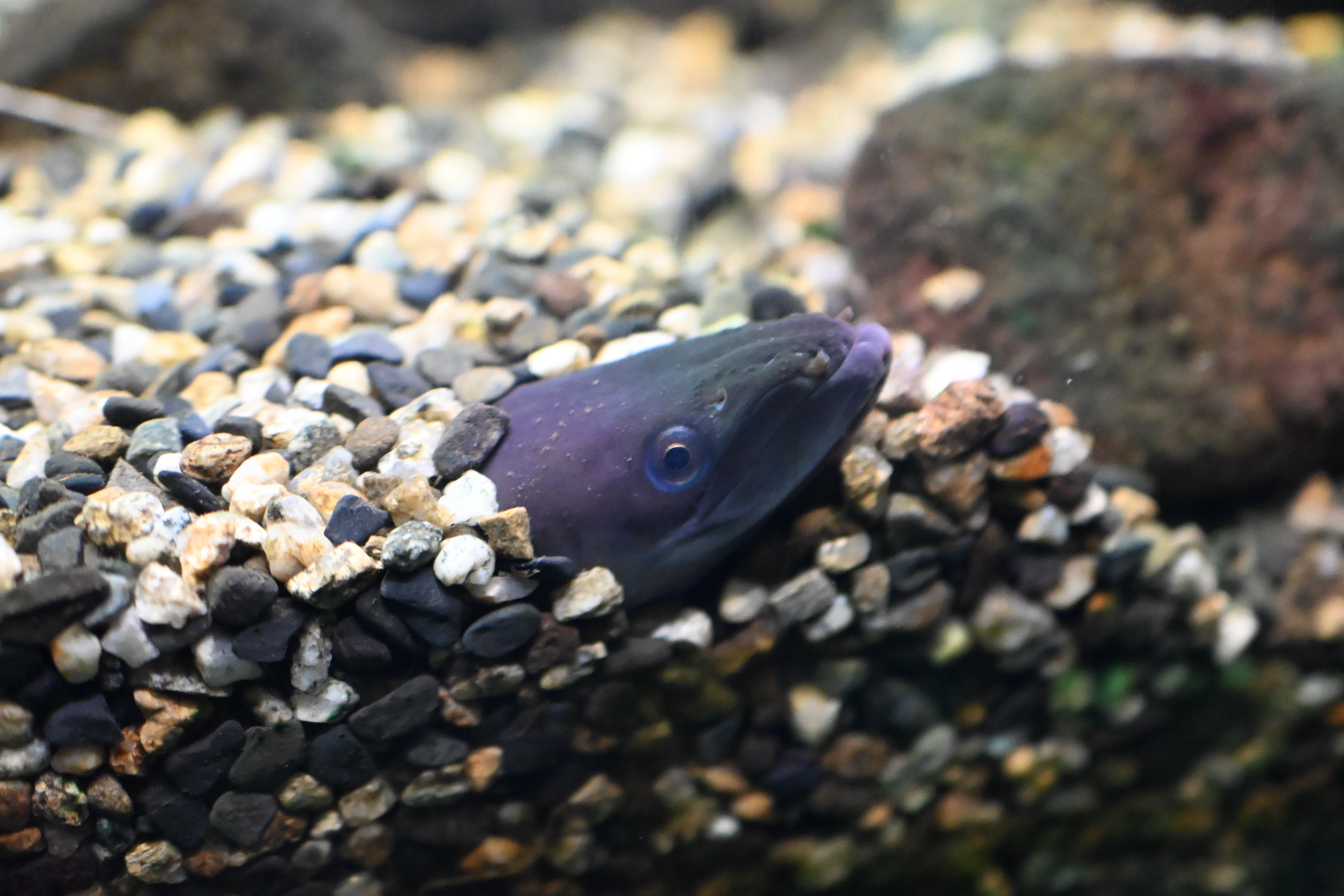 20260126_アクアマリンいなわしろカワセミ水族館【Nikon Z50IIと水族館