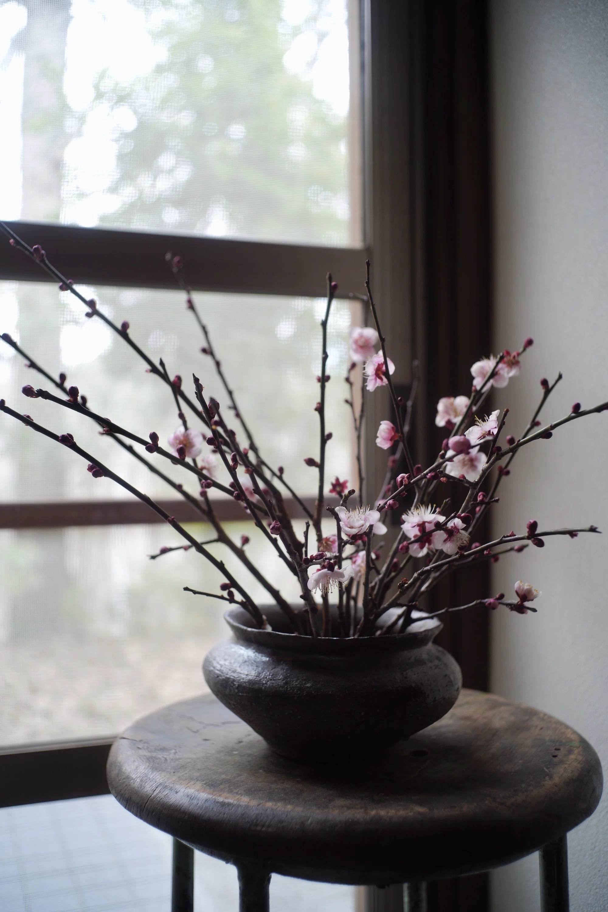 昭和の山荘 『梅の花咲く』｜季節花人 | Shoko Kondo