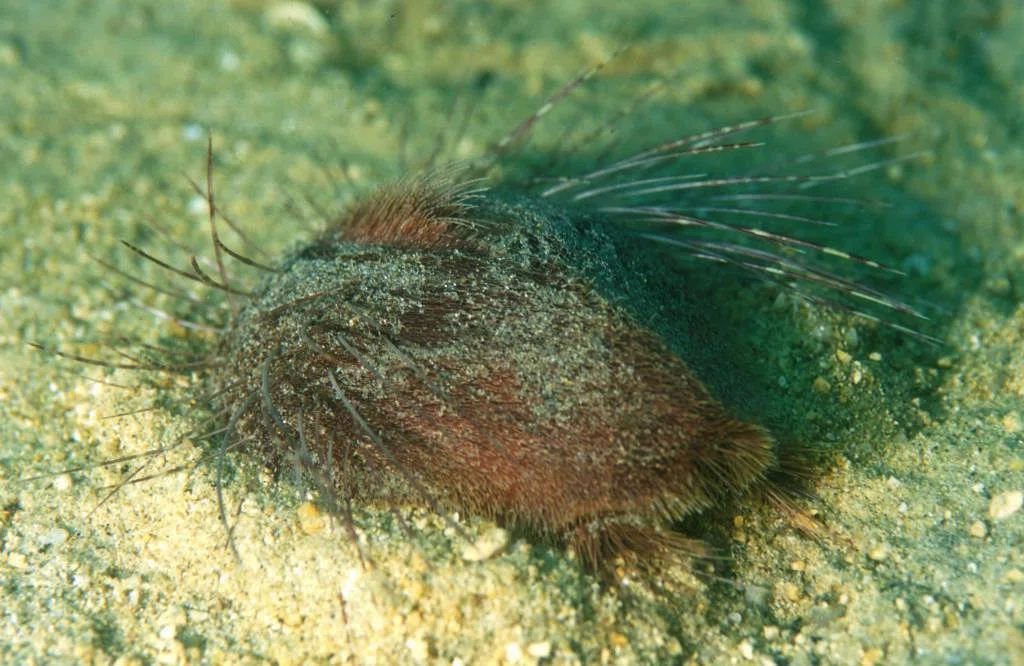 南極海の珍しいブンブク ウニ殻・標本(Abatus ingens) 南極海の珍しいブンブク ウニ殻・標本(Abatus ingens) 南極海の珍しい
