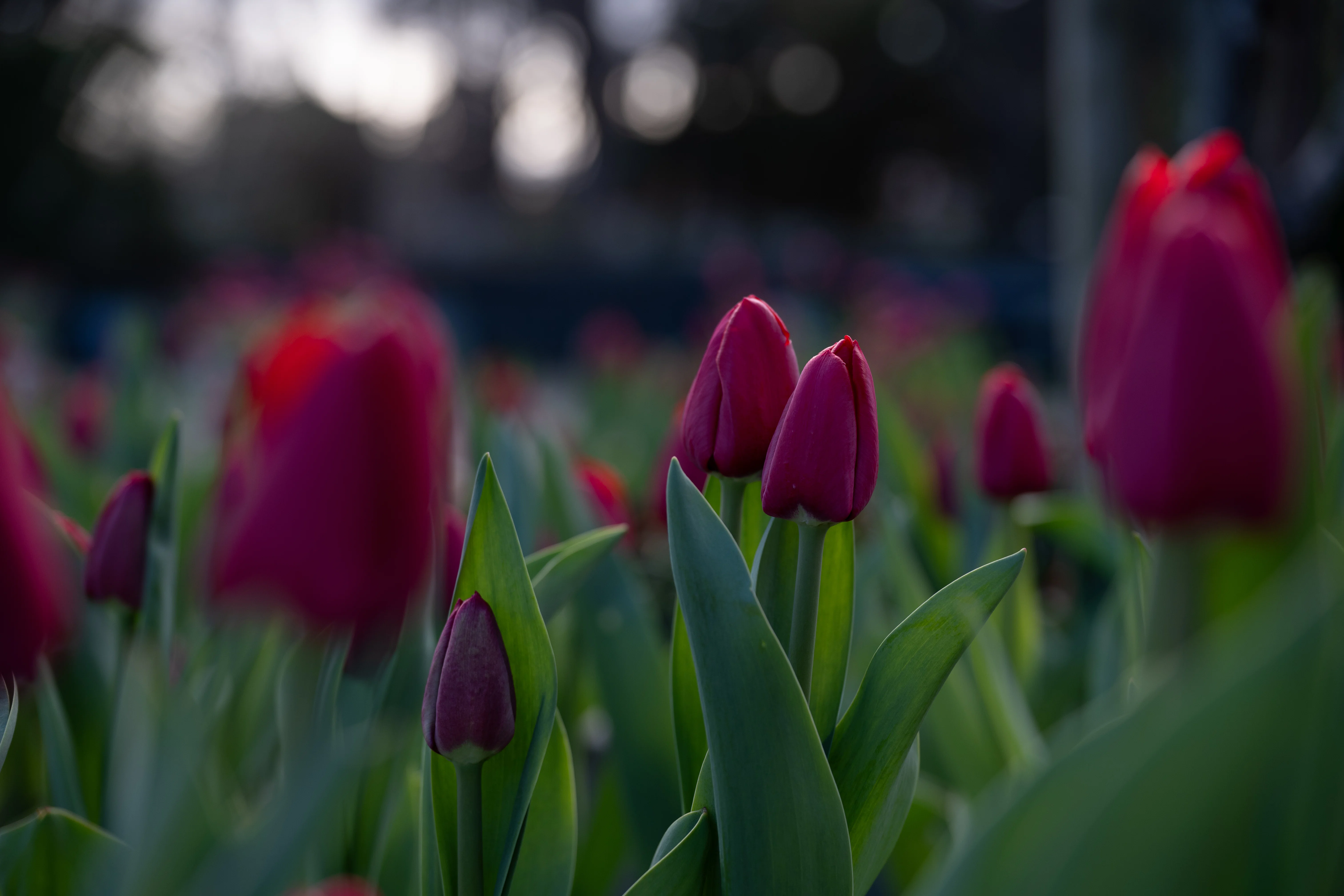 Z5Ⅱ】暗めに撮りすぎた写真を救ってみる 〜ふなばしアンデルセン公園
