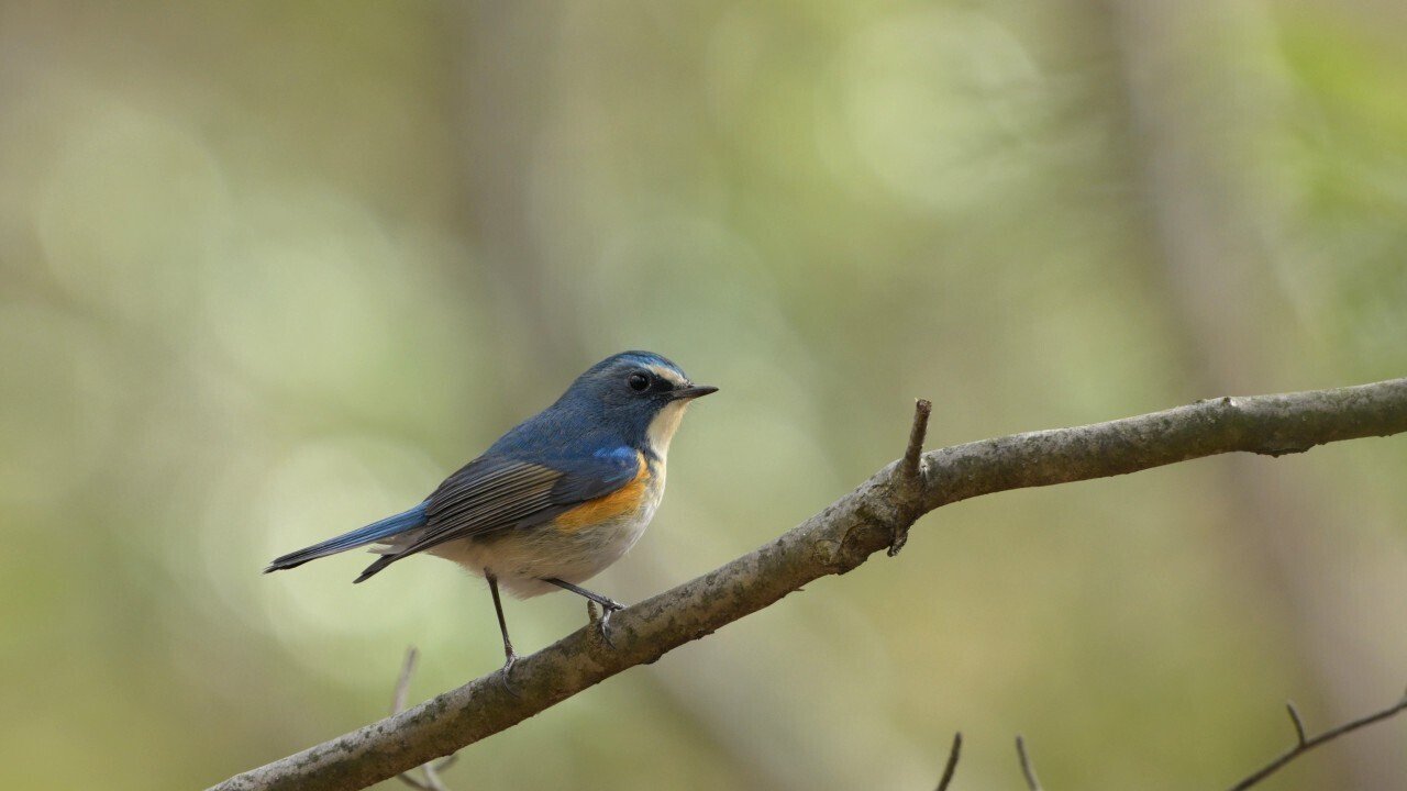 フレンドリーな鳥｜オガシン86