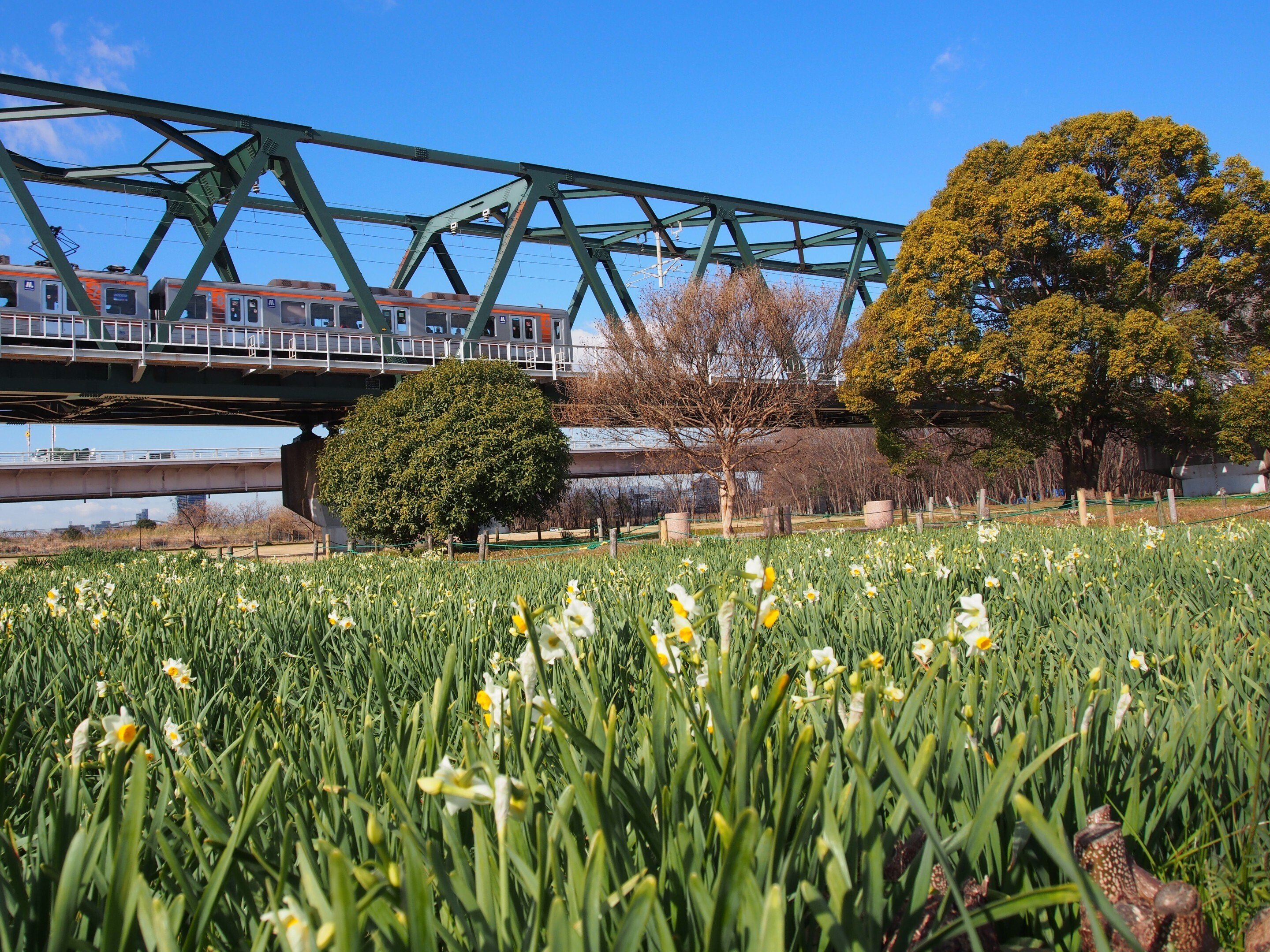 大阪市 淀川河川公園 長柄地区2026年1月29日【水仙】｜レタス