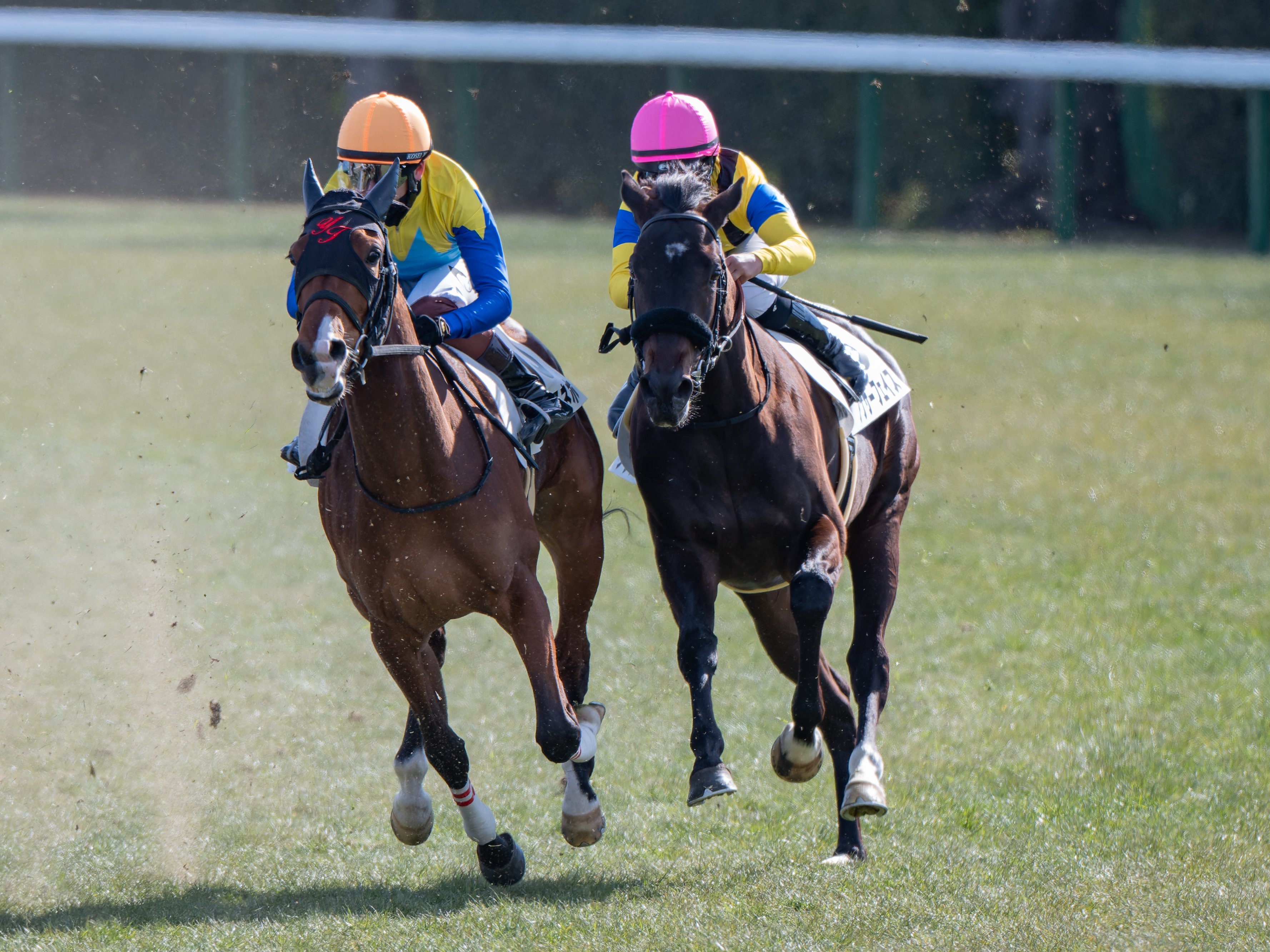 30 午年こそ競馬撮影に励んでいきたい｜NIKKOR Z 180-600mm f/5.6-6.3