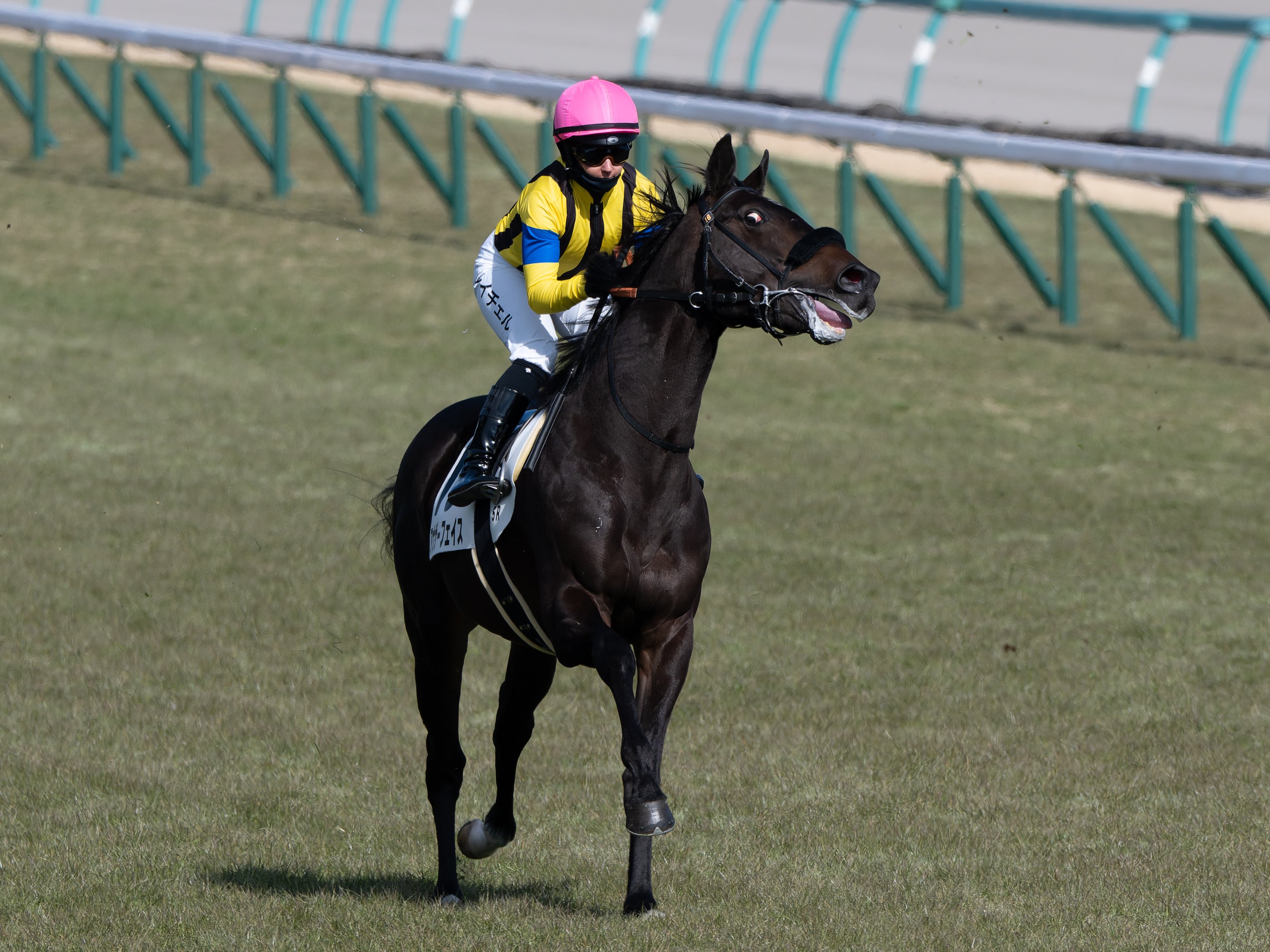 30 午年こそ競馬撮影に励んでいきたい｜NIKKOR Z 180-600mm f/5.6-6.3
