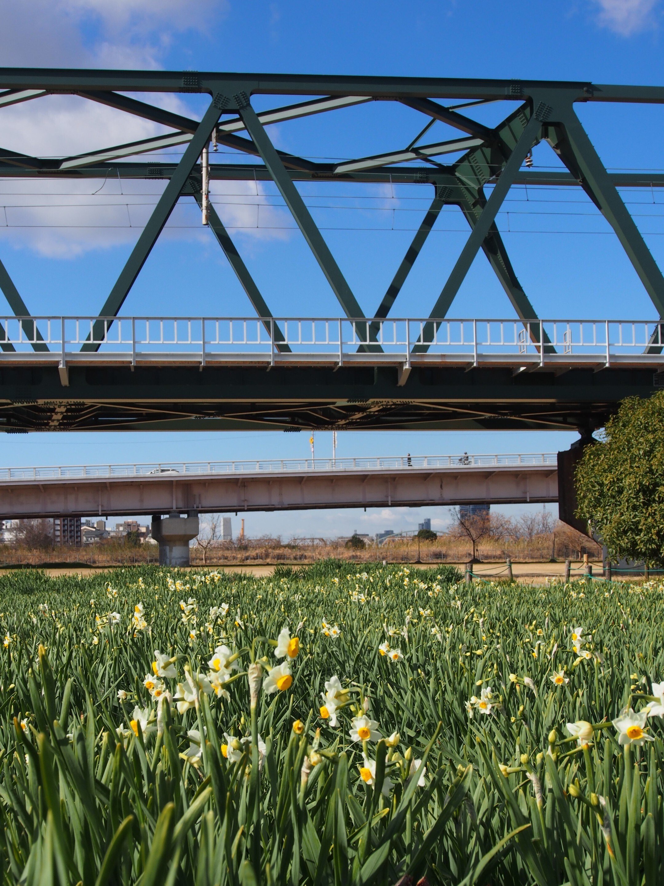 大阪市 淀川河川公園 長柄地区2026年1月29日【水仙】｜レタス