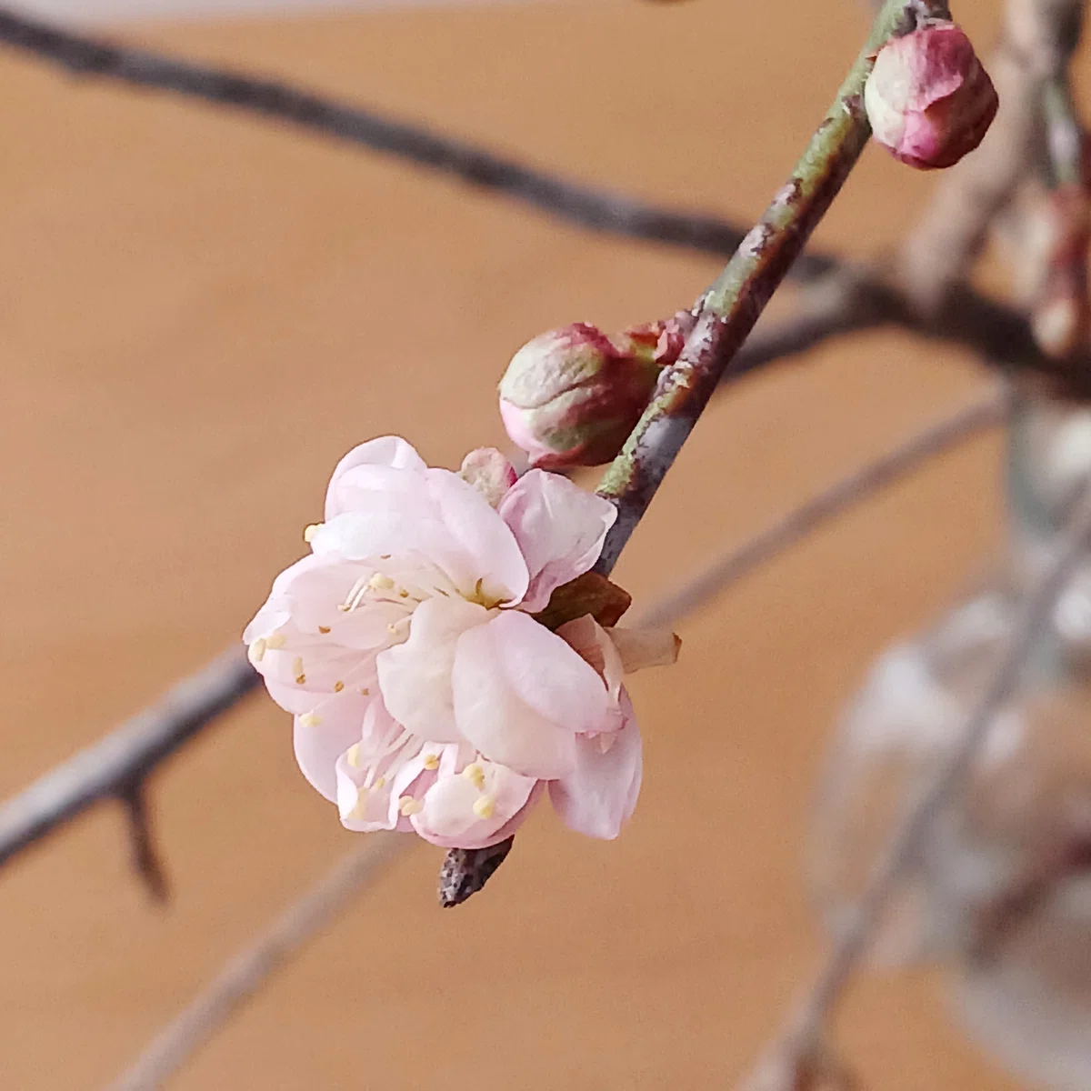梅の枝を買ってきて～合格祈願｜meg🪺家事と日々の愉しみ
