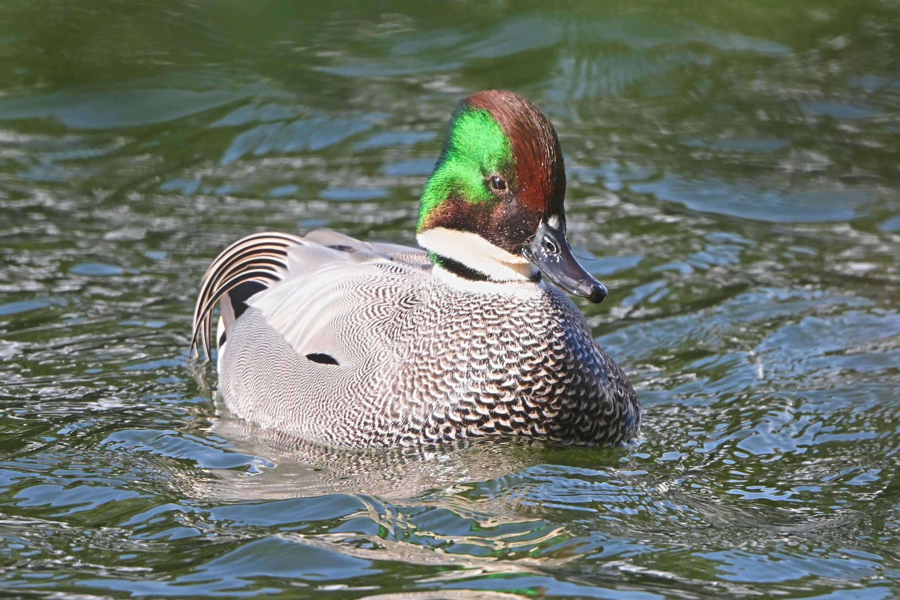 ヨシガモちゃん。今年最後かな？ （Z9 : AF-S 500mm f/5.6E PF x1.4