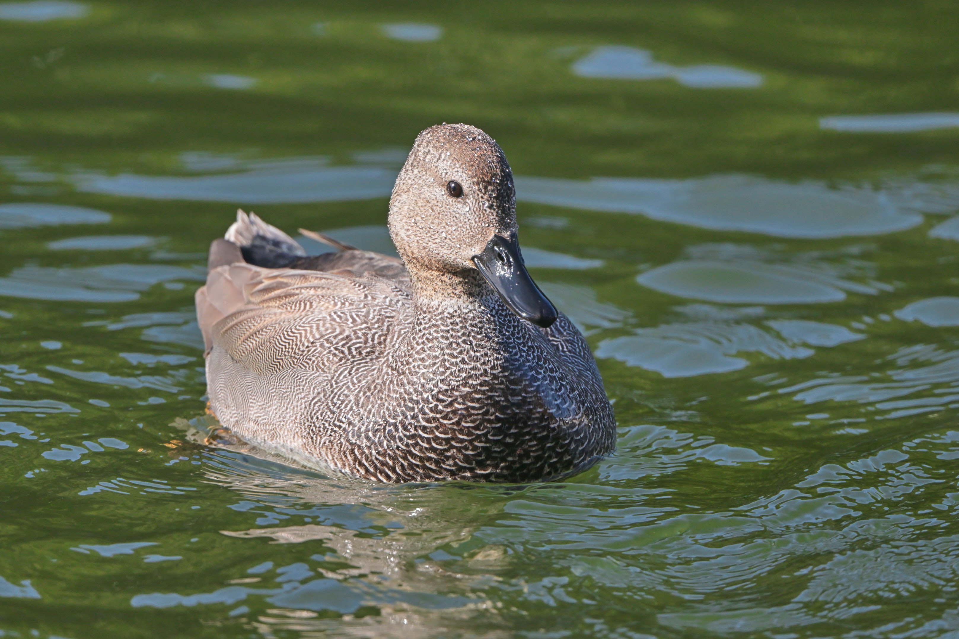 ヨシガモちゃん。今年最後かな？ （Z9 : AF-S 500mm f/5.6E PF x1.4