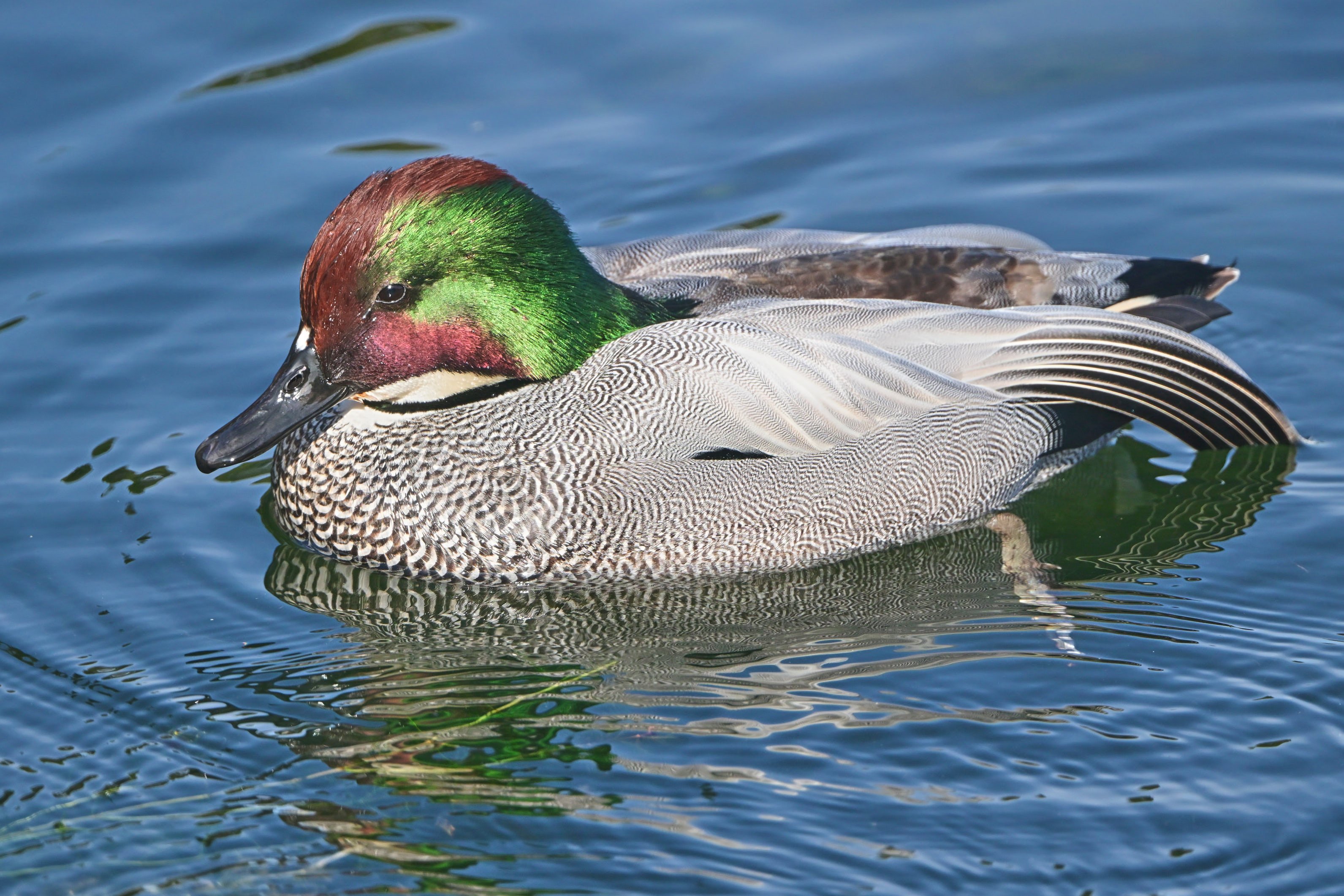ヨシガモちゃん。今年最後かな？ （Z9 : AF-S 500mm f/5.6E PF x1.4