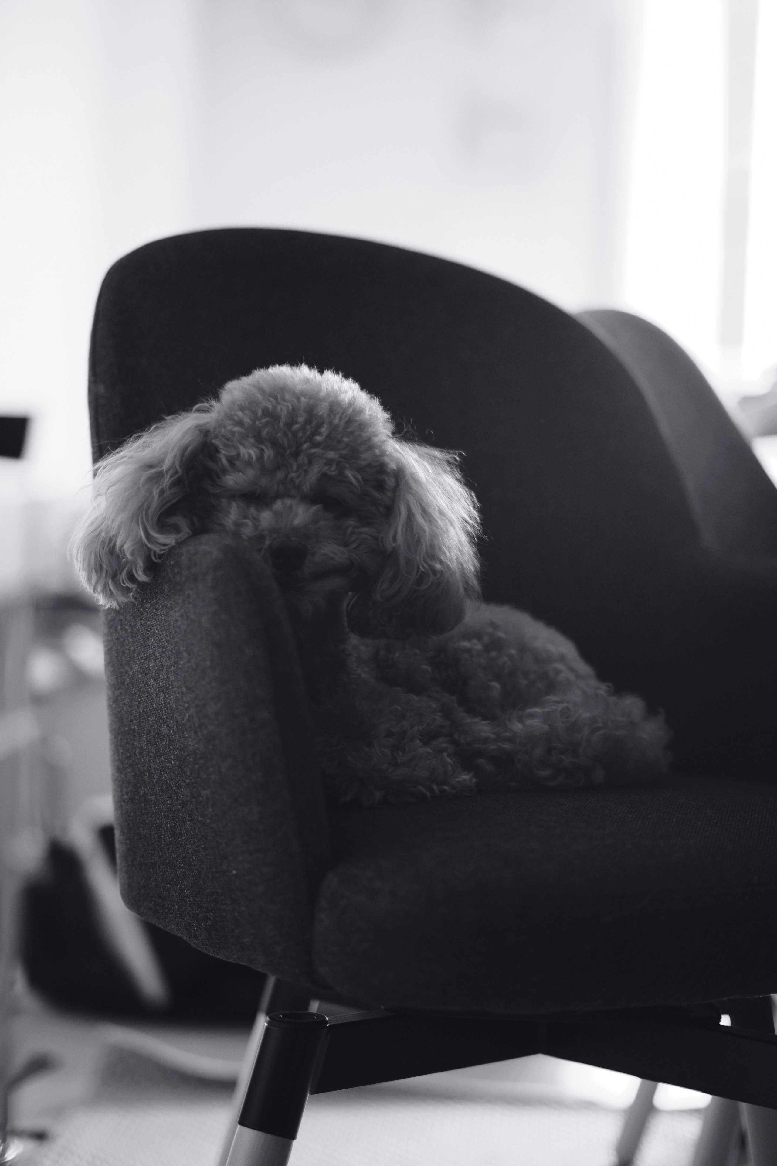 モノクローム トイプードル｜Scott
