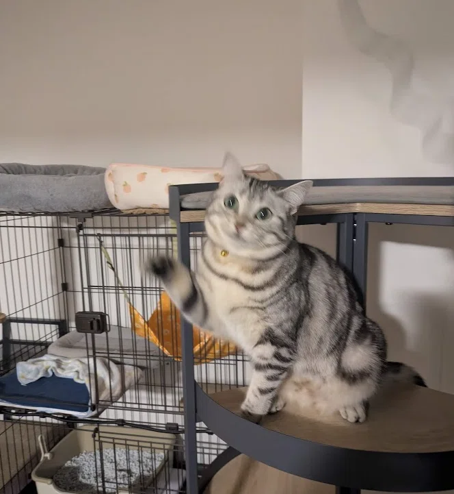 今日のおねこさま🐾どんくさ可愛い｜ちもも