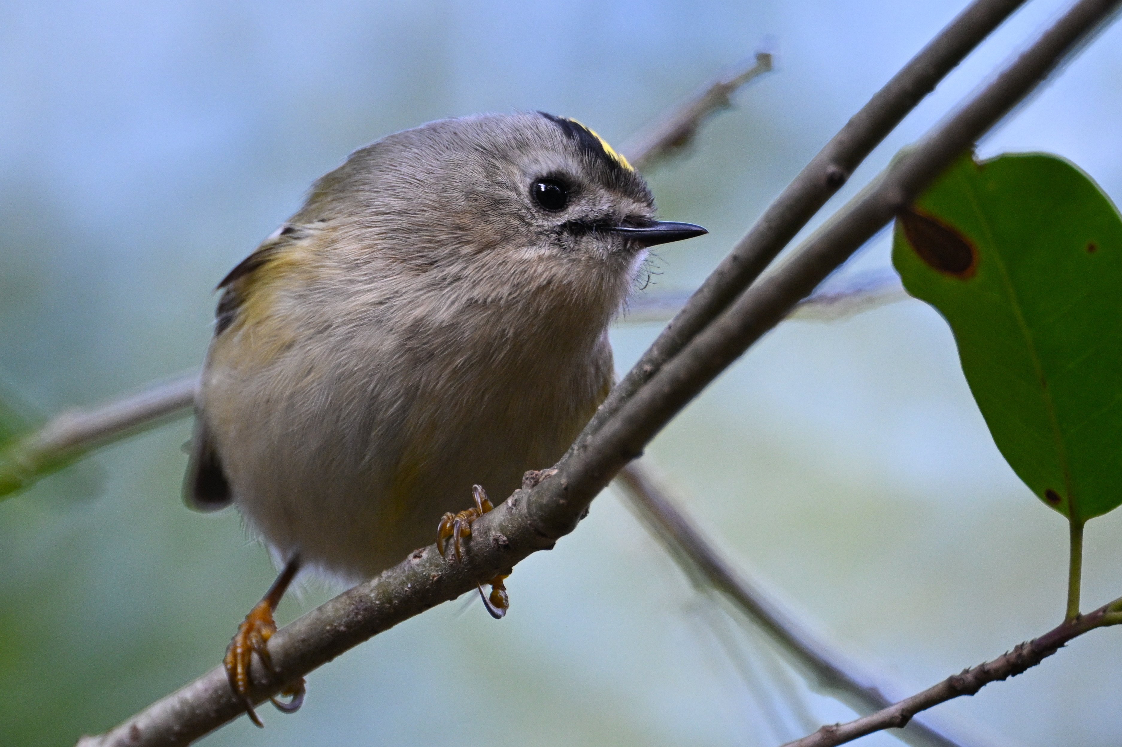今日の鳥見散歩🚶久しぶりの青い鳥🐦｜めい