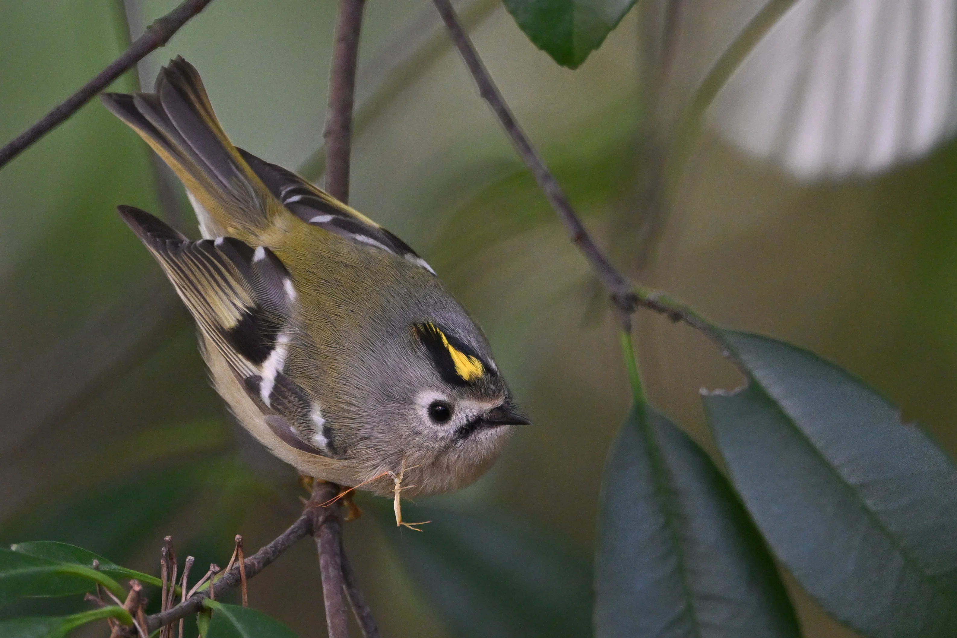 今日の鳥見散歩🚶久しぶりの青い鳥🐦｜めい