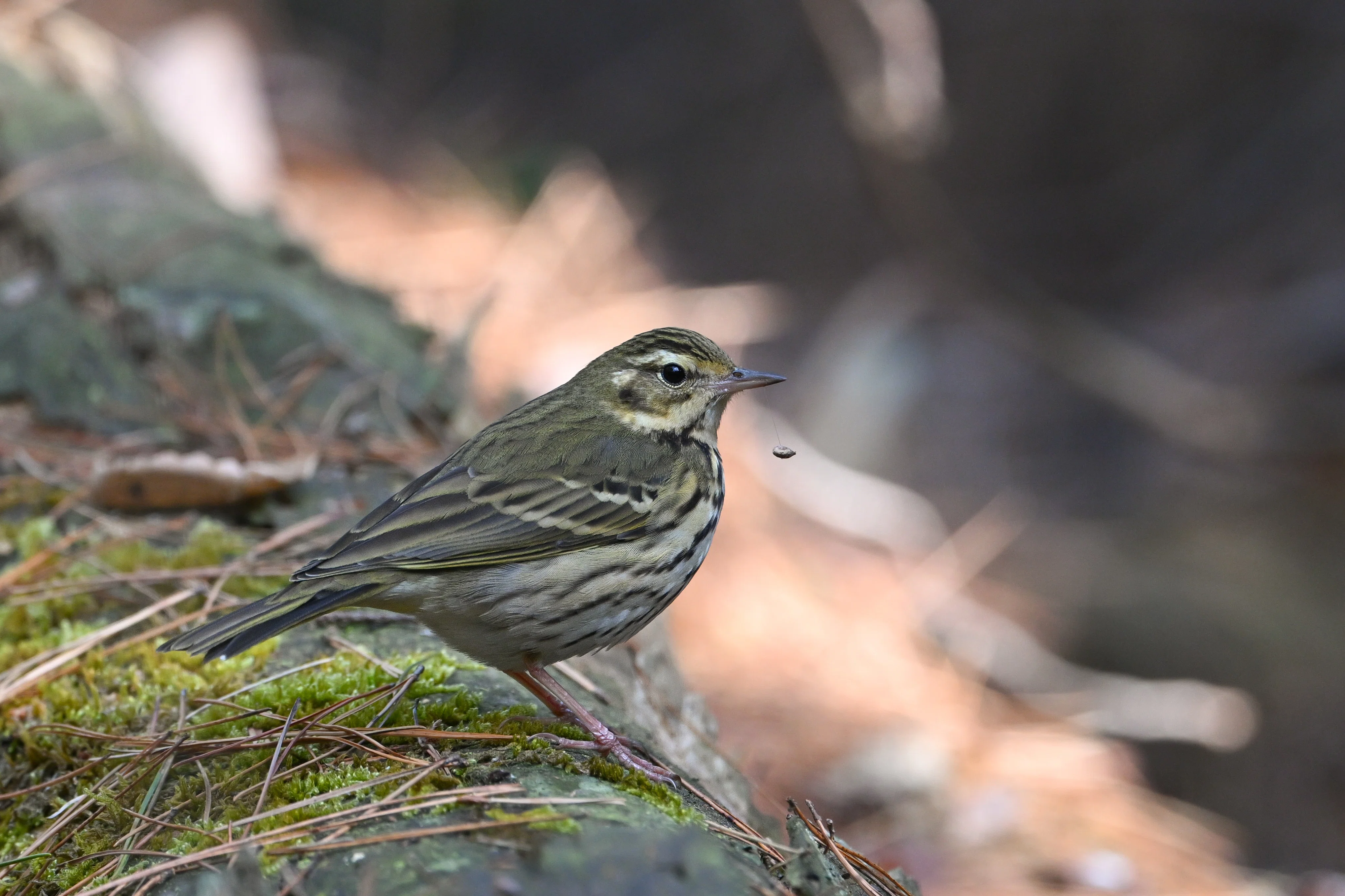 今日の鳥見散歩🚶久しぶりの青い鳥🐦｜めい