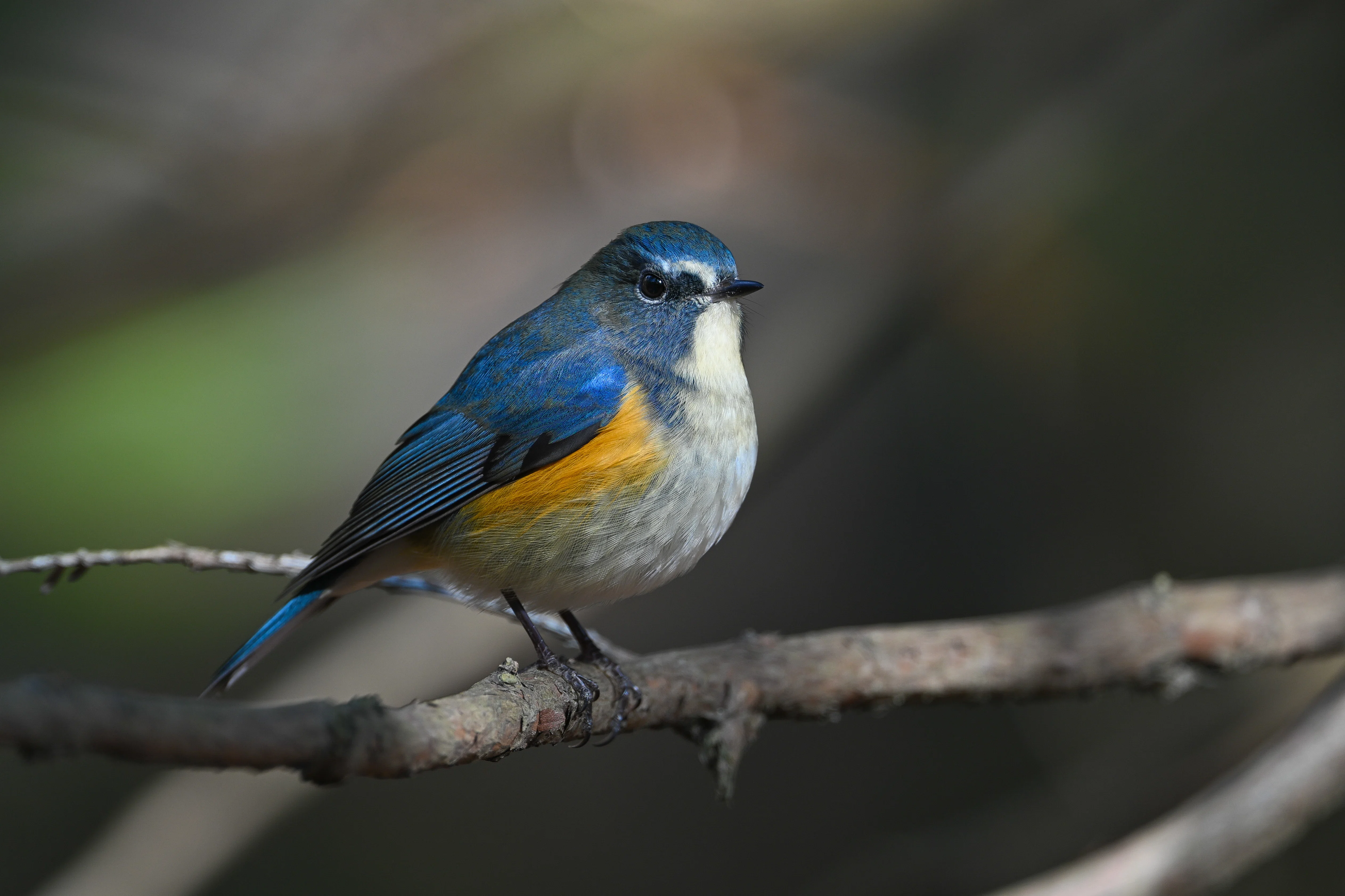 今日の鳥見散歩🚶久しぶりの青い鳥🐦｜めい
