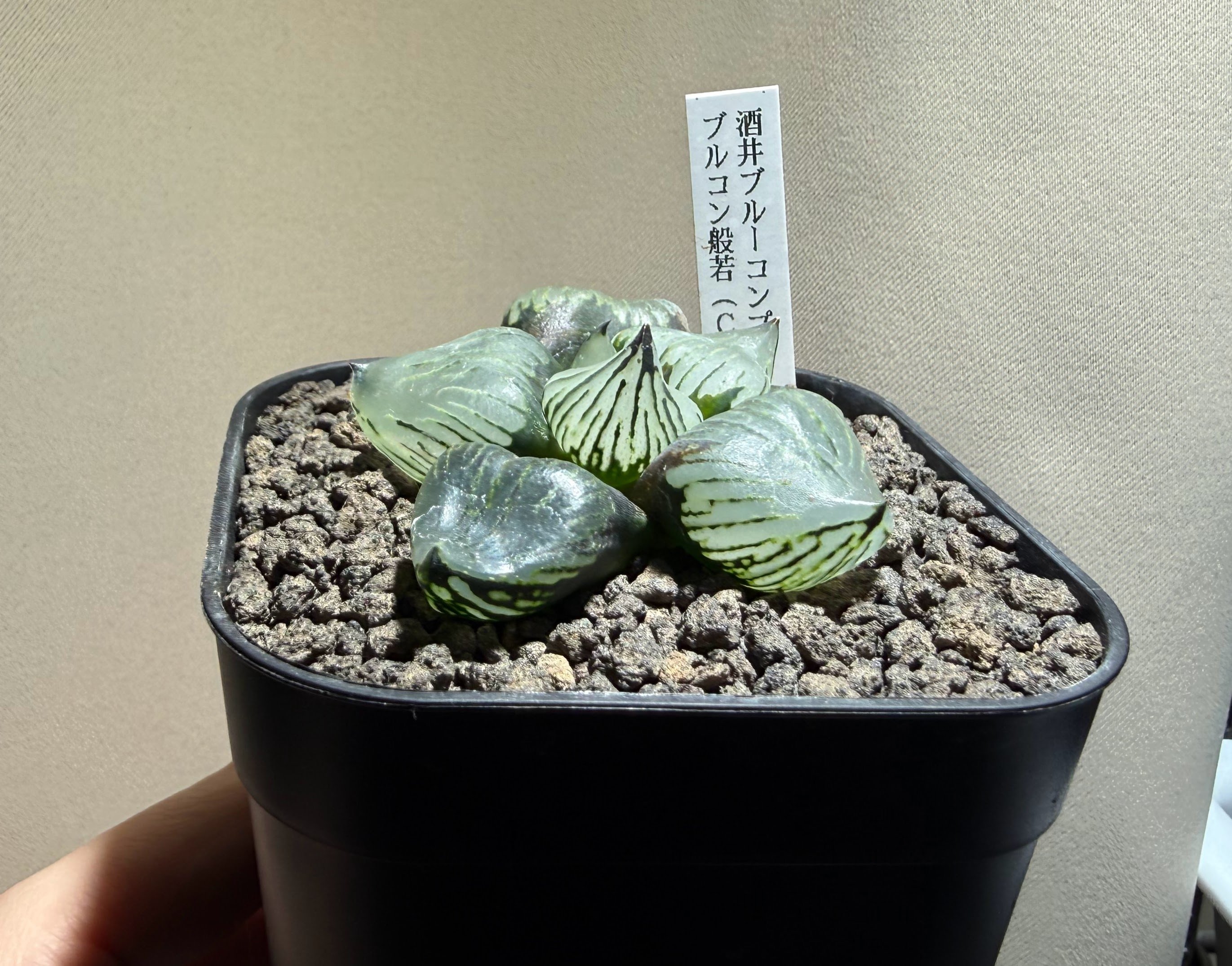 我が家の観葉植物紹介=宝石を超えた「生きた芸術」。青い輝きを放つ