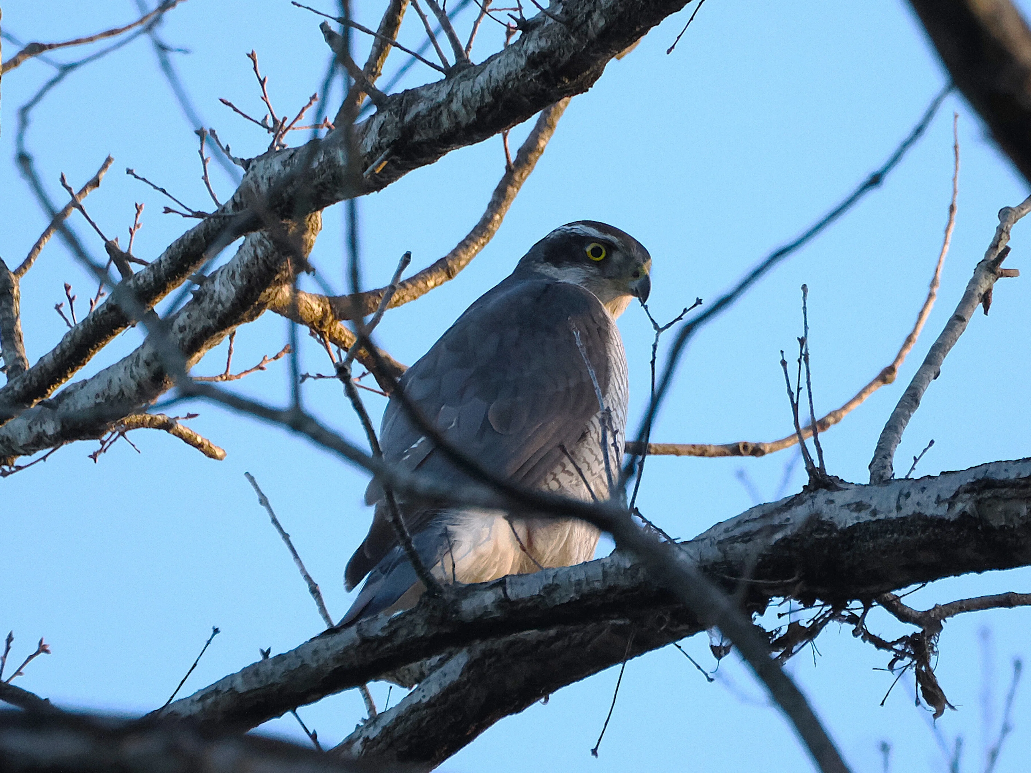 早朝公園を探鳥散歩：人懐っこい青い鳥｜もずきち