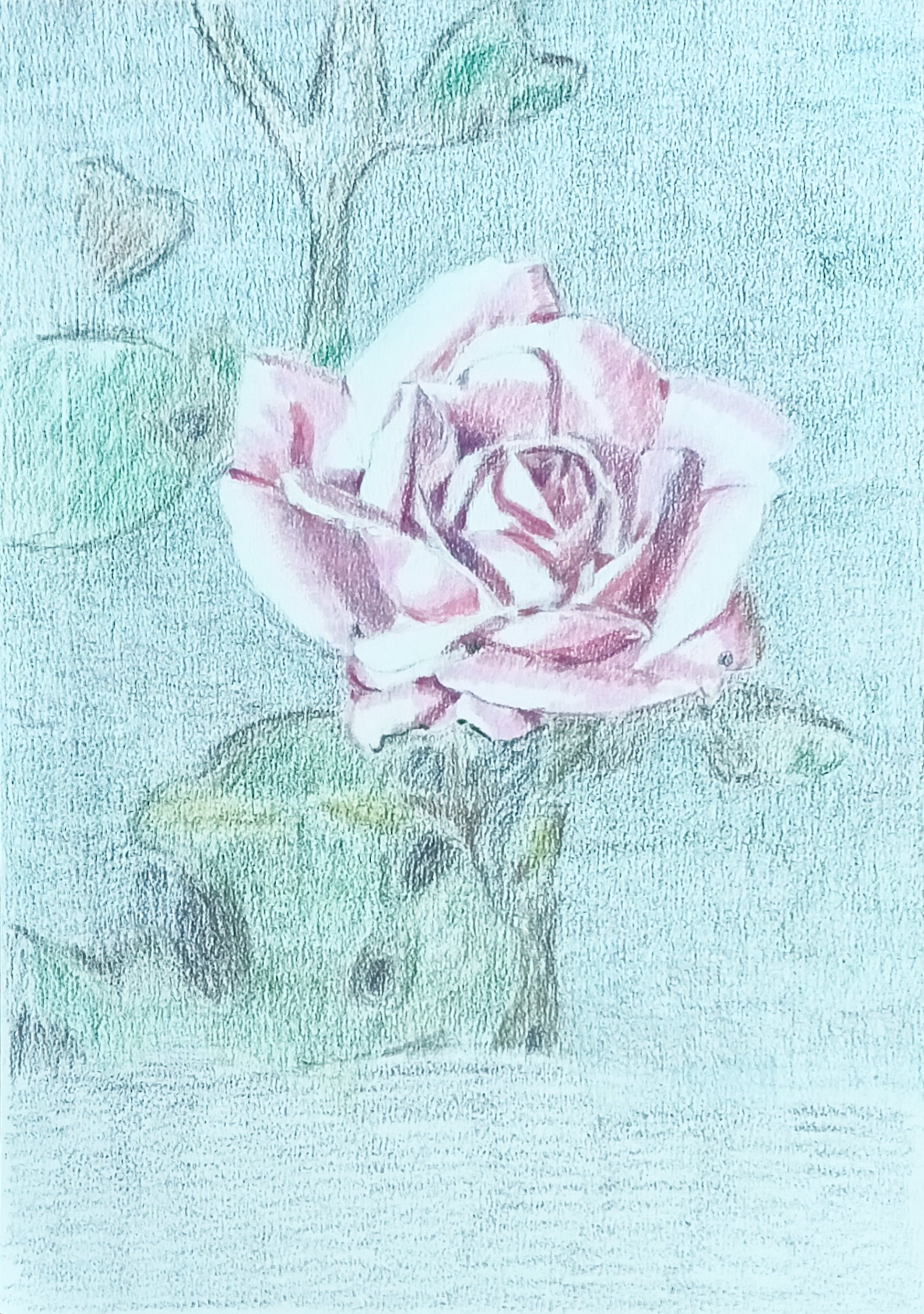 色鉛筆画バラその6 完成｜いちごめがね｜豆腐メンタルクリスチャン