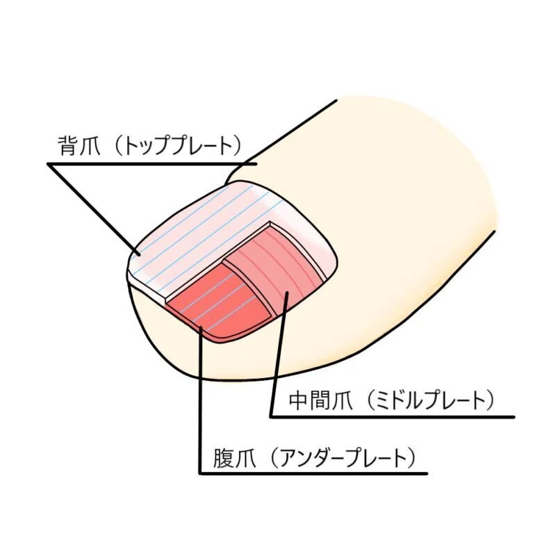 Nails Lacking How to Gently Care for 'Vertical Nail Ridges and Peeling Nails' That ...