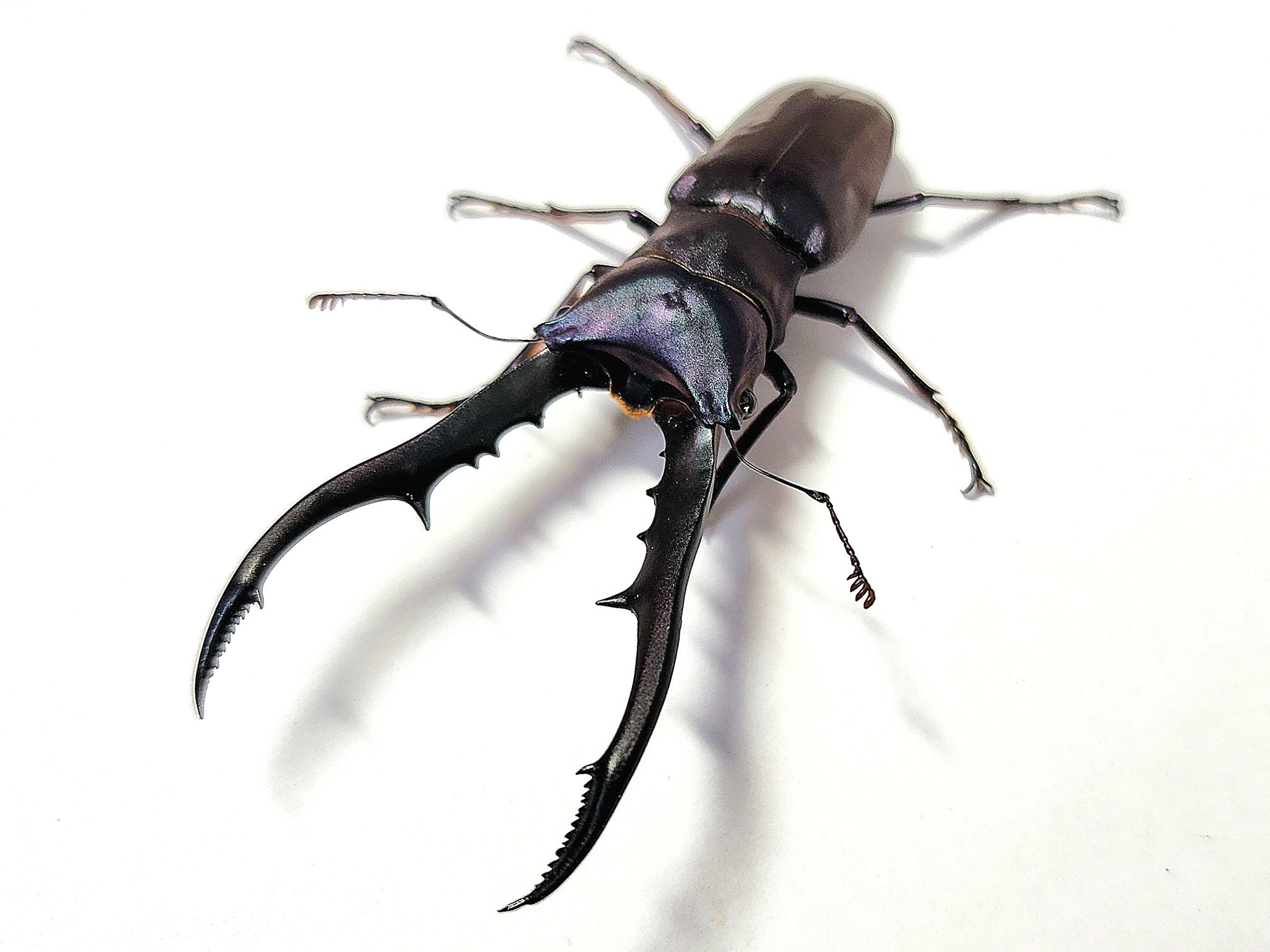 メタリフェルホソアカクワガタ(ペレン島産 紫紺血統)CB飼育記録まとめ