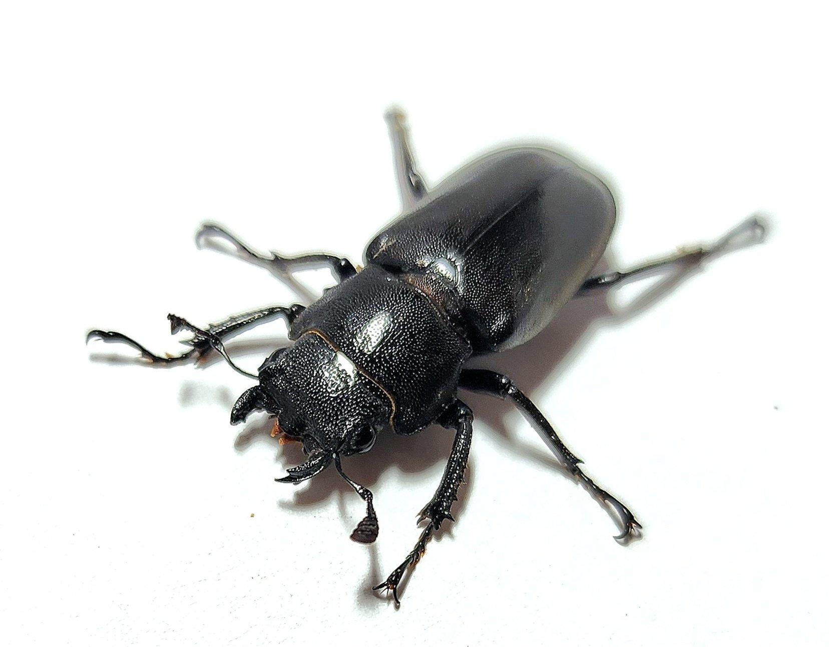 メタリフェルホソアカクワガタ(ペレン島産 紫紺血統)CB飼育記録まとめ