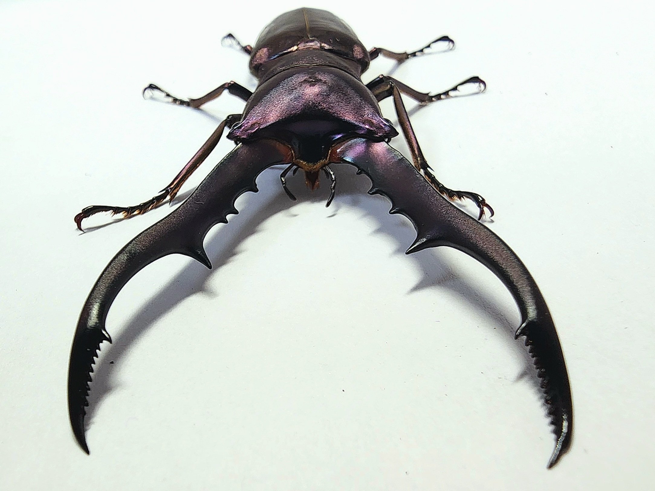 メタリフェルホソアカクワガタ(ペレン島産 紫紺血統)CB飼育記録まとめ